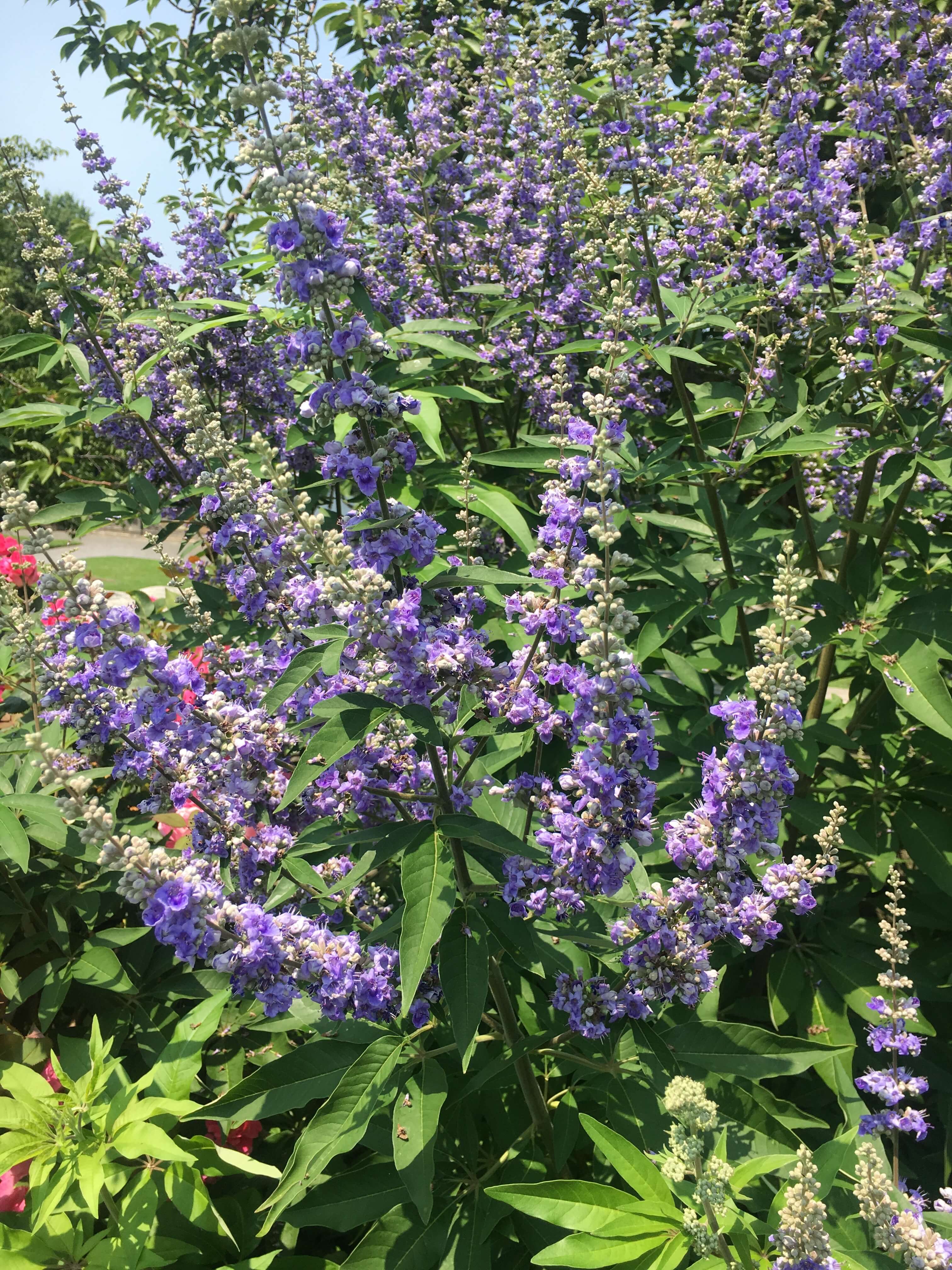 Day Trip to the Untermyer Gardens Conservatory flowers