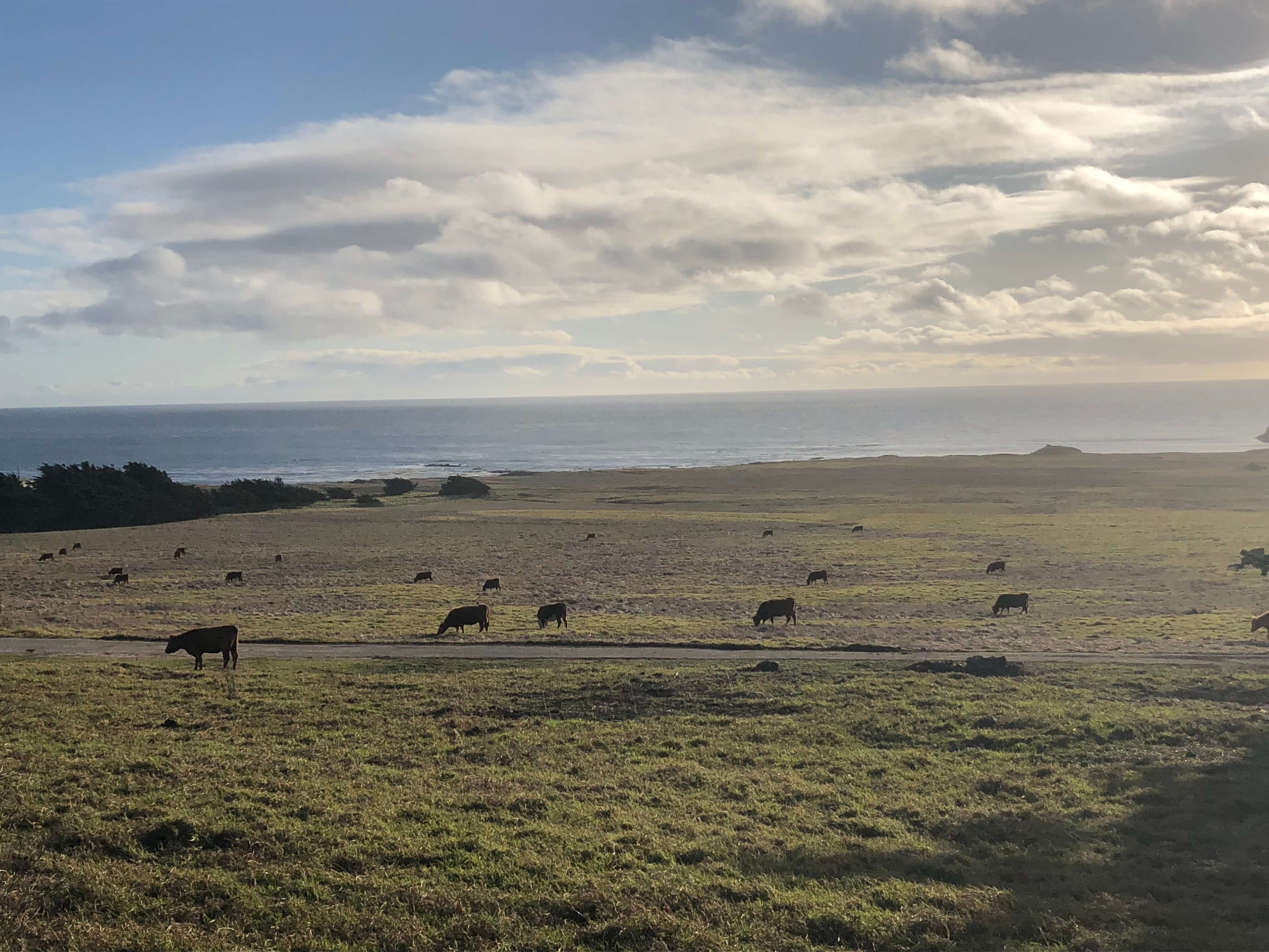 cows in big sur, california
