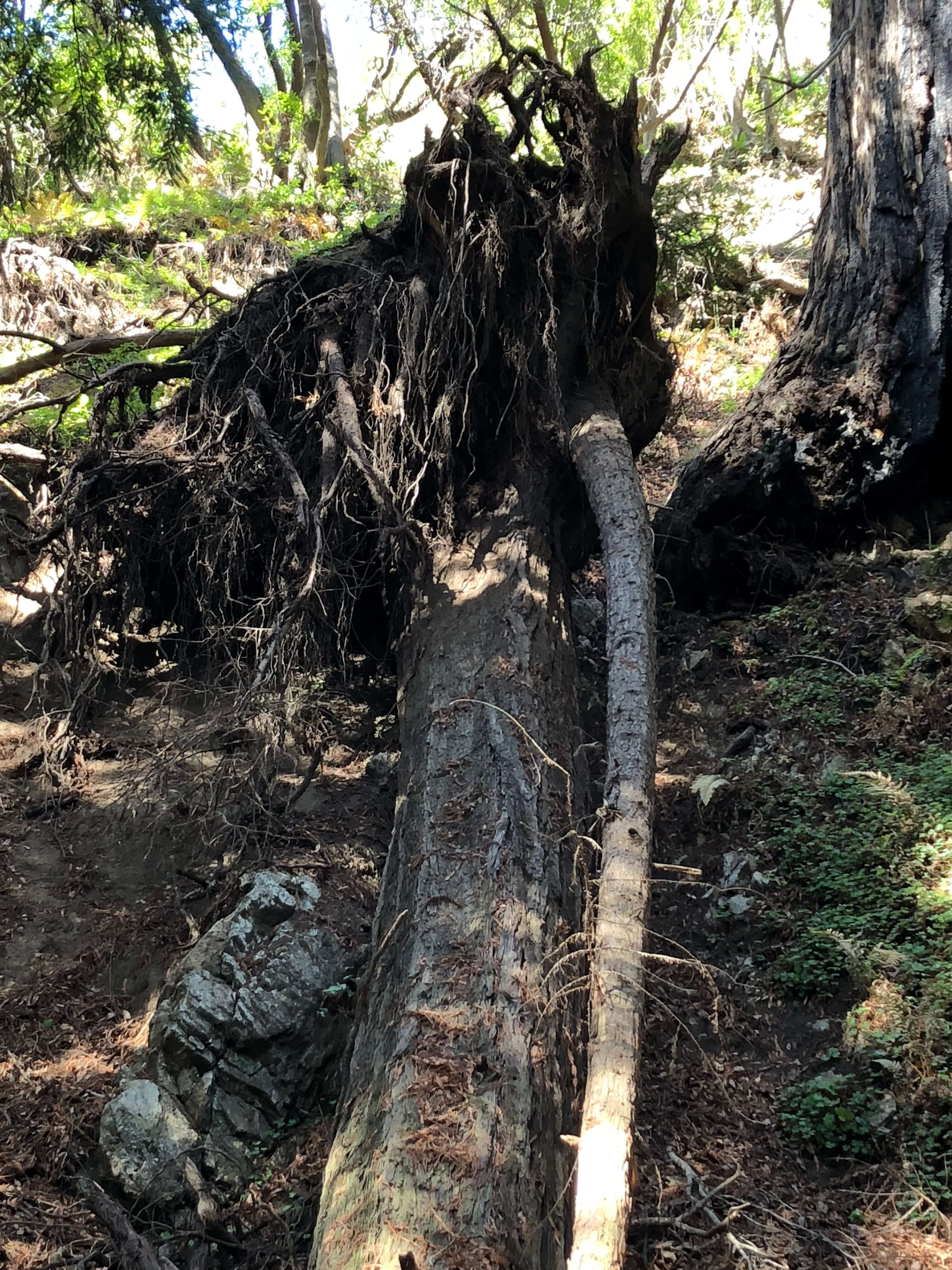 Limeklin State Park in big sur