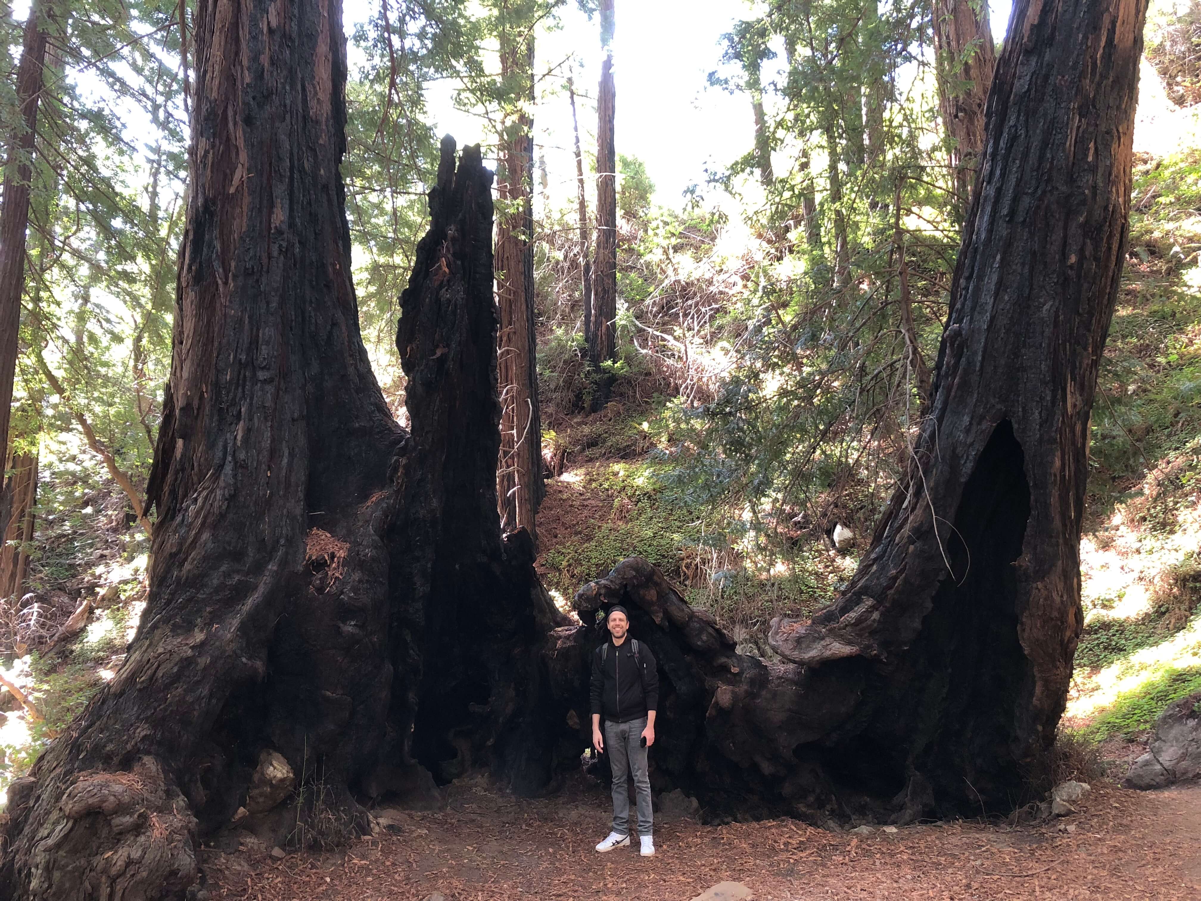 Limeklin State Park in big sur