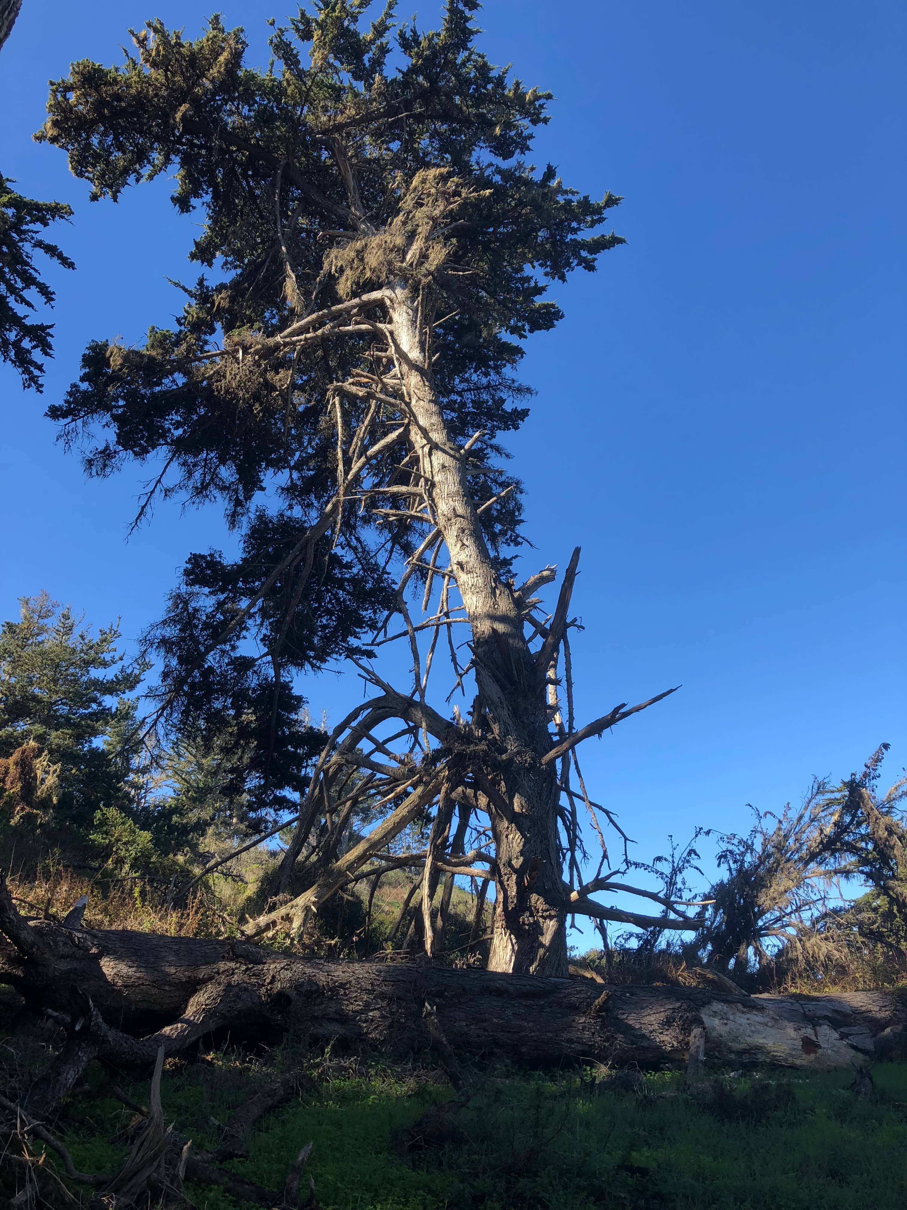 Point Lobos State Reserve carmel-by-the-sea