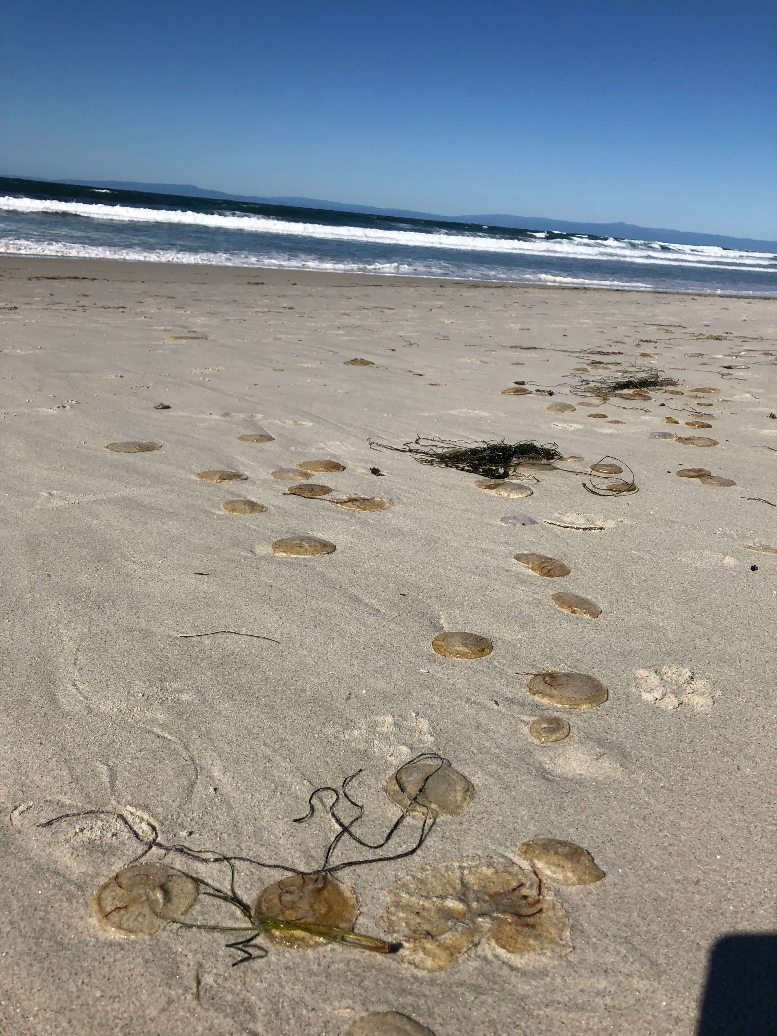 17-Mile Drive carmel-by-the-sea