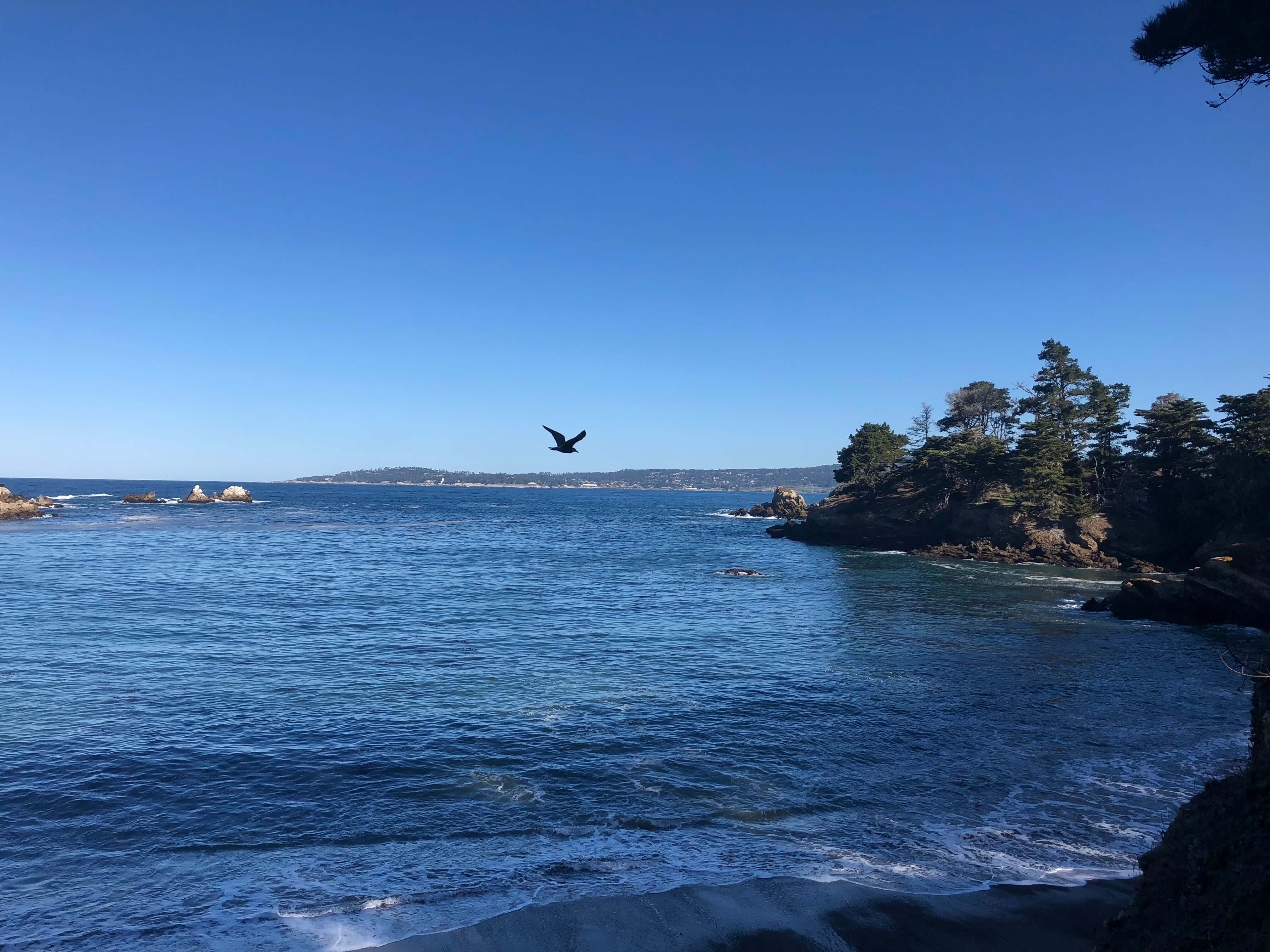 Point Lobos State Reserve is so close to carmel-by-the-sea