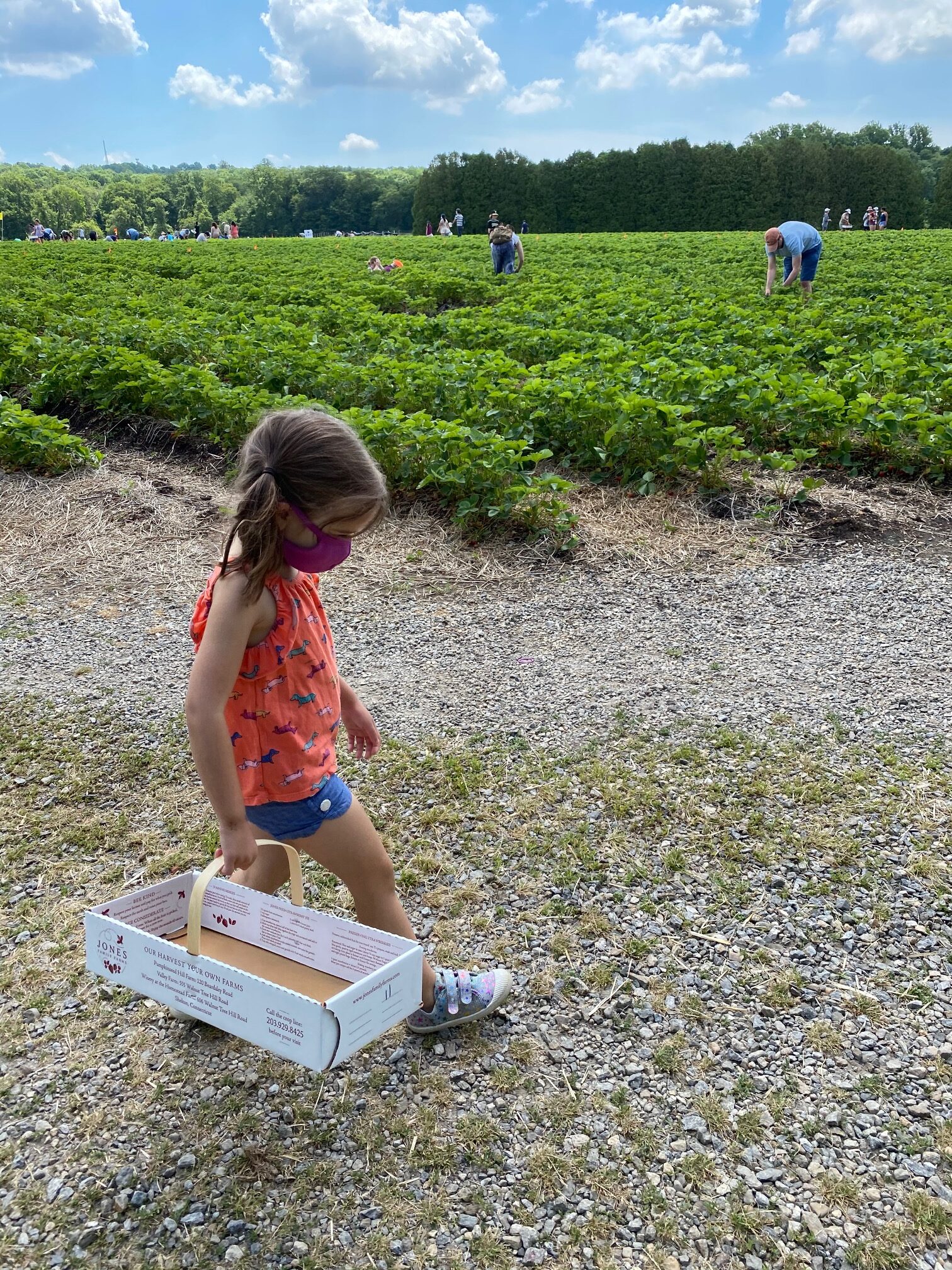 Strawberry Picking at Jones Farm: What You Need to Know