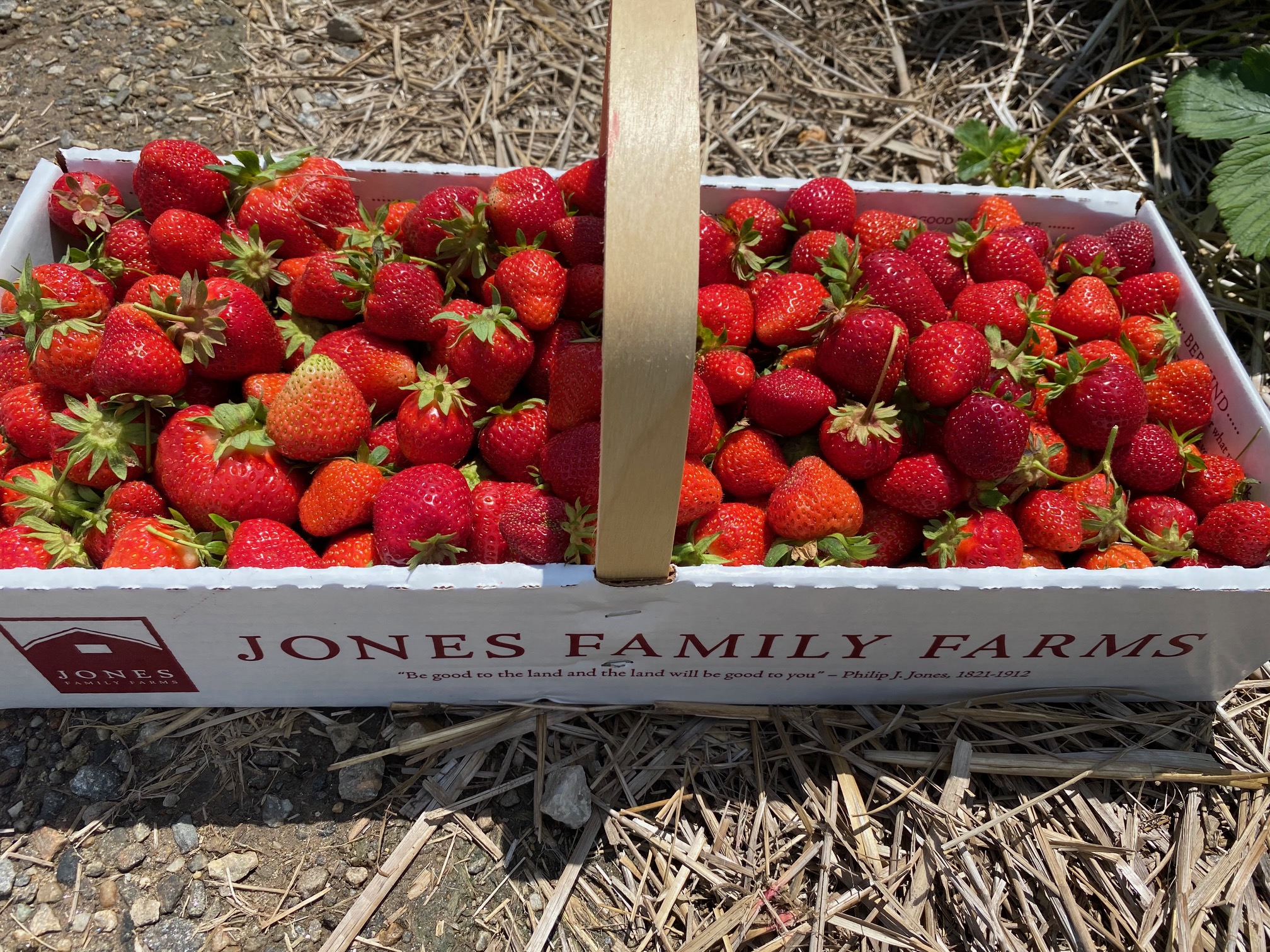 Strawberry Picking at Jones Farm: What You Need to Know