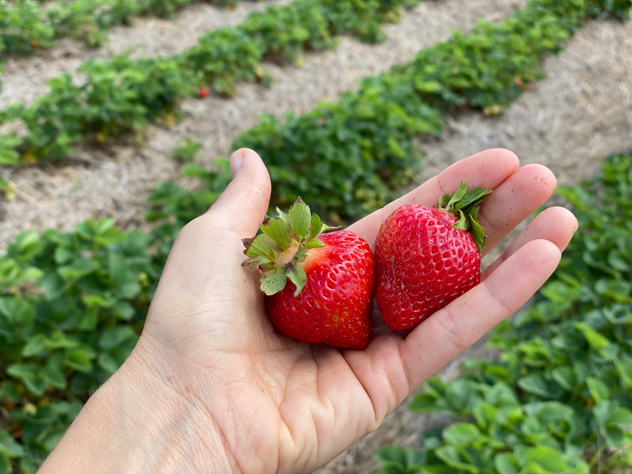 Strawberry Picking at Jones Farm: What You Need to Know