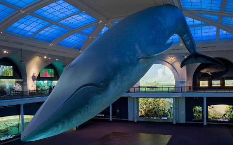 AMNH Launches Online Summer Science Camps