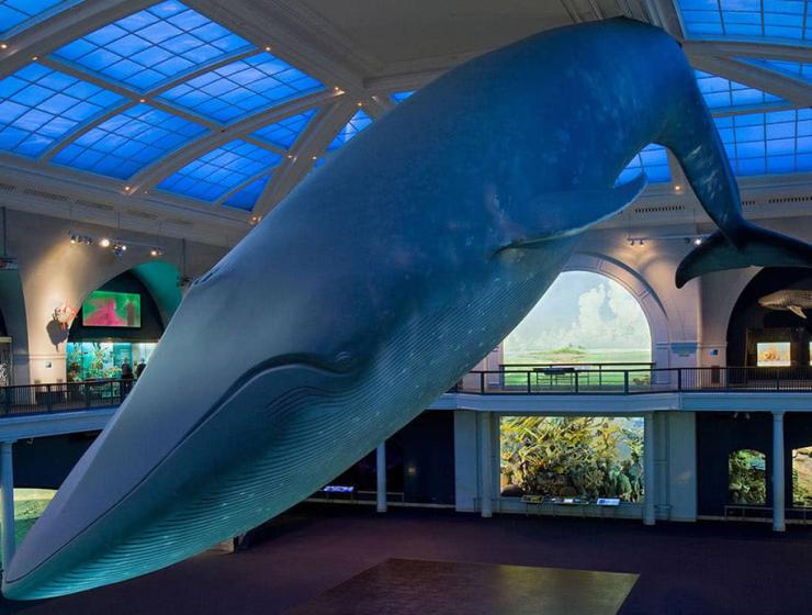 AMNH Launches Online Summer Science Camps