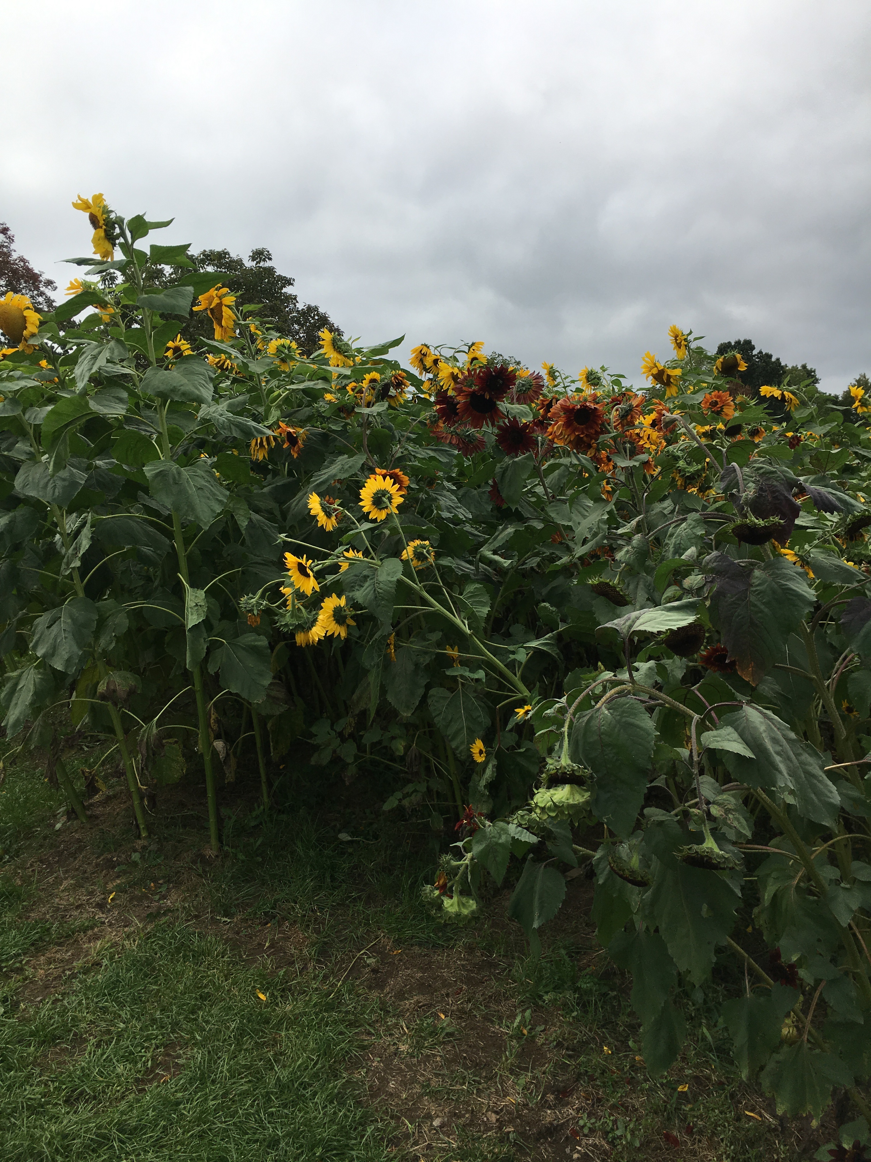 apple picking sunflowers