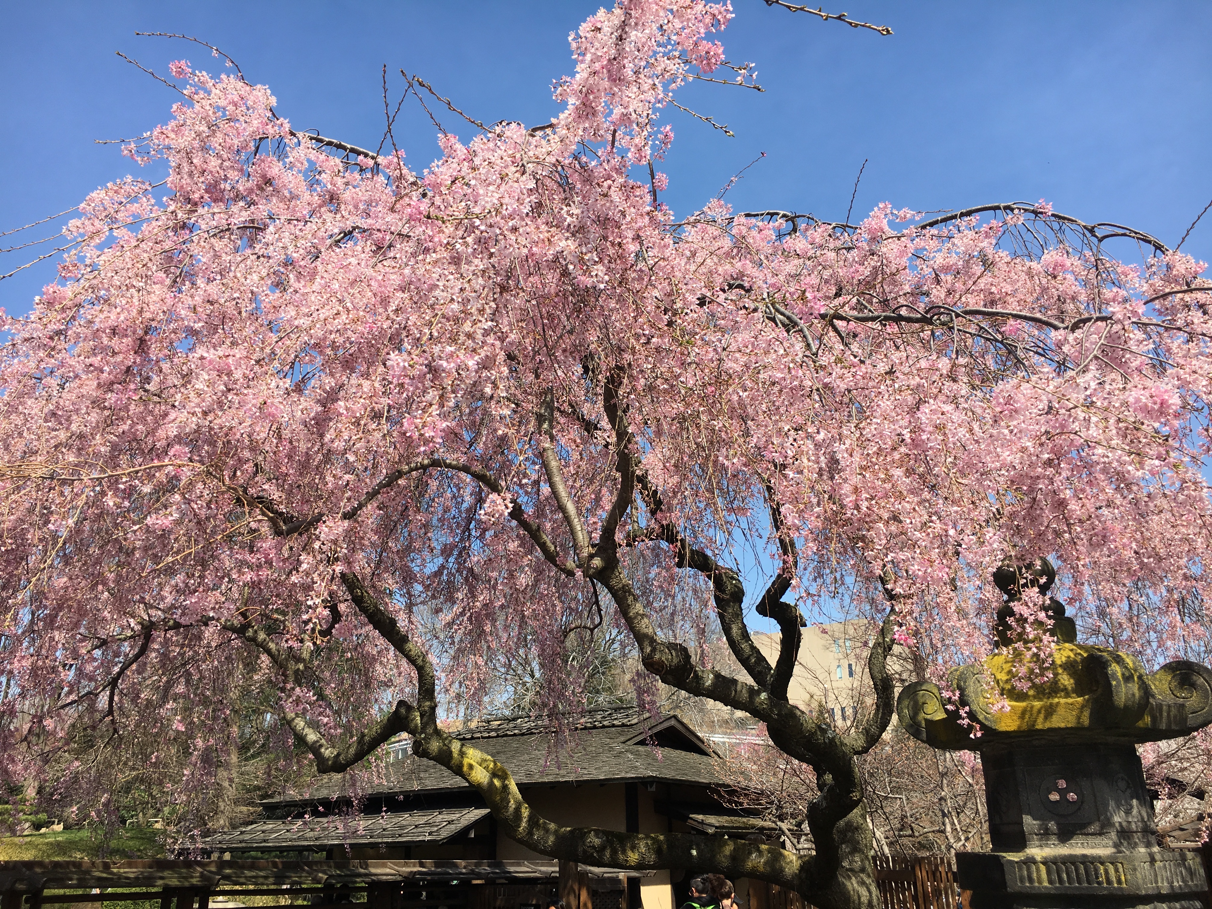 gorgeous cherry blossom trees at brooklyn botanic garden