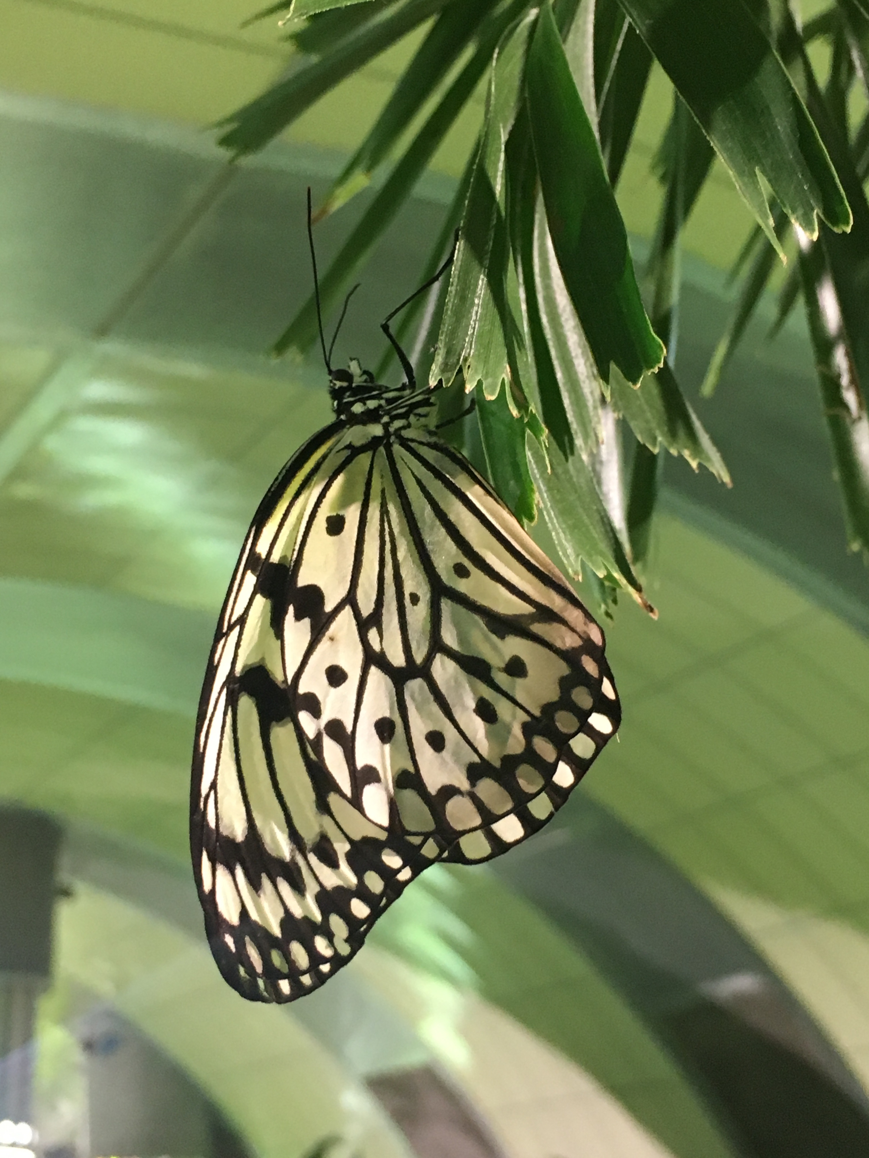 butterfly conservatory at american museum of natural history