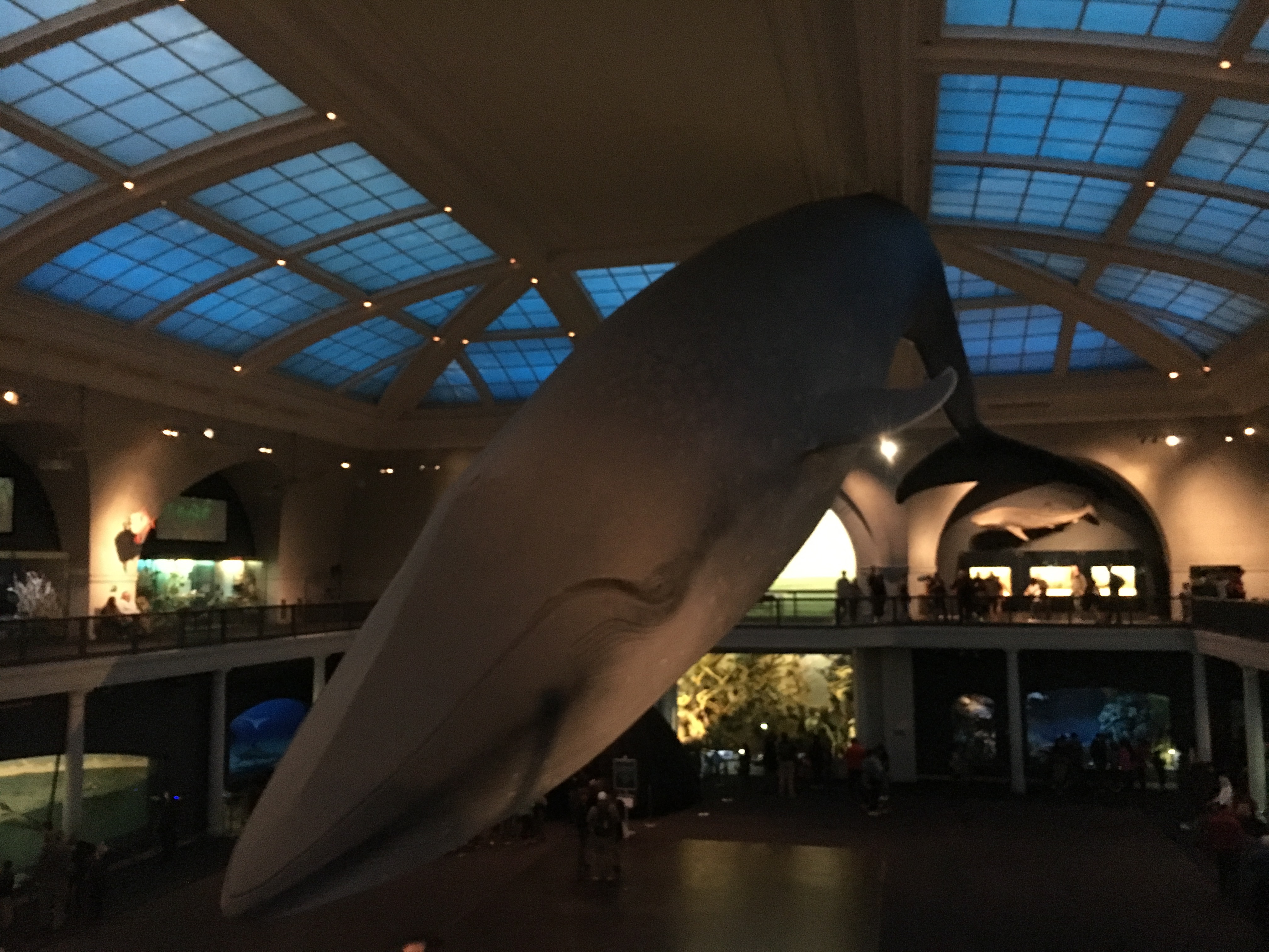 whales at American Museum of Natural History