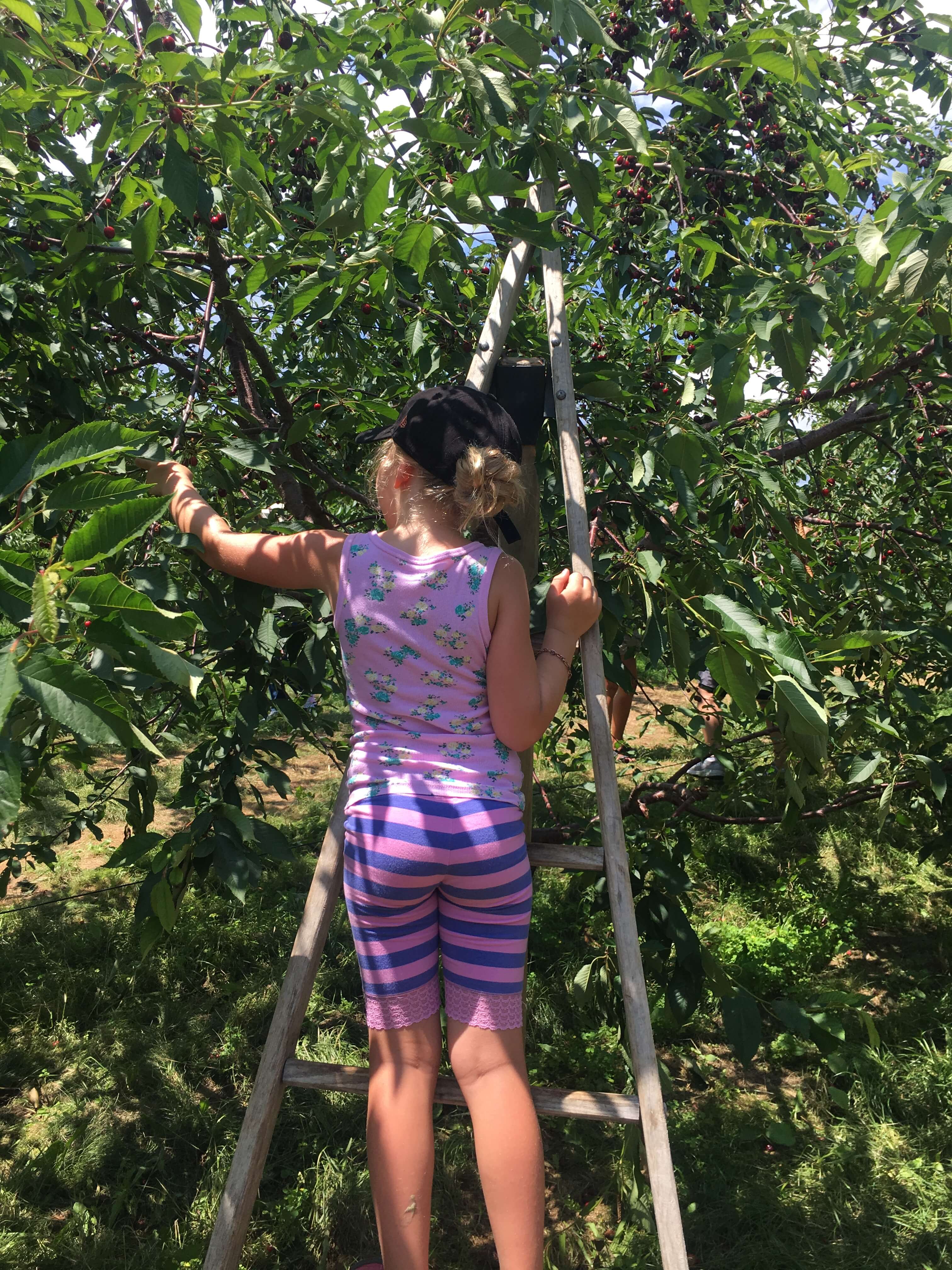 picking cherries fishkill farms