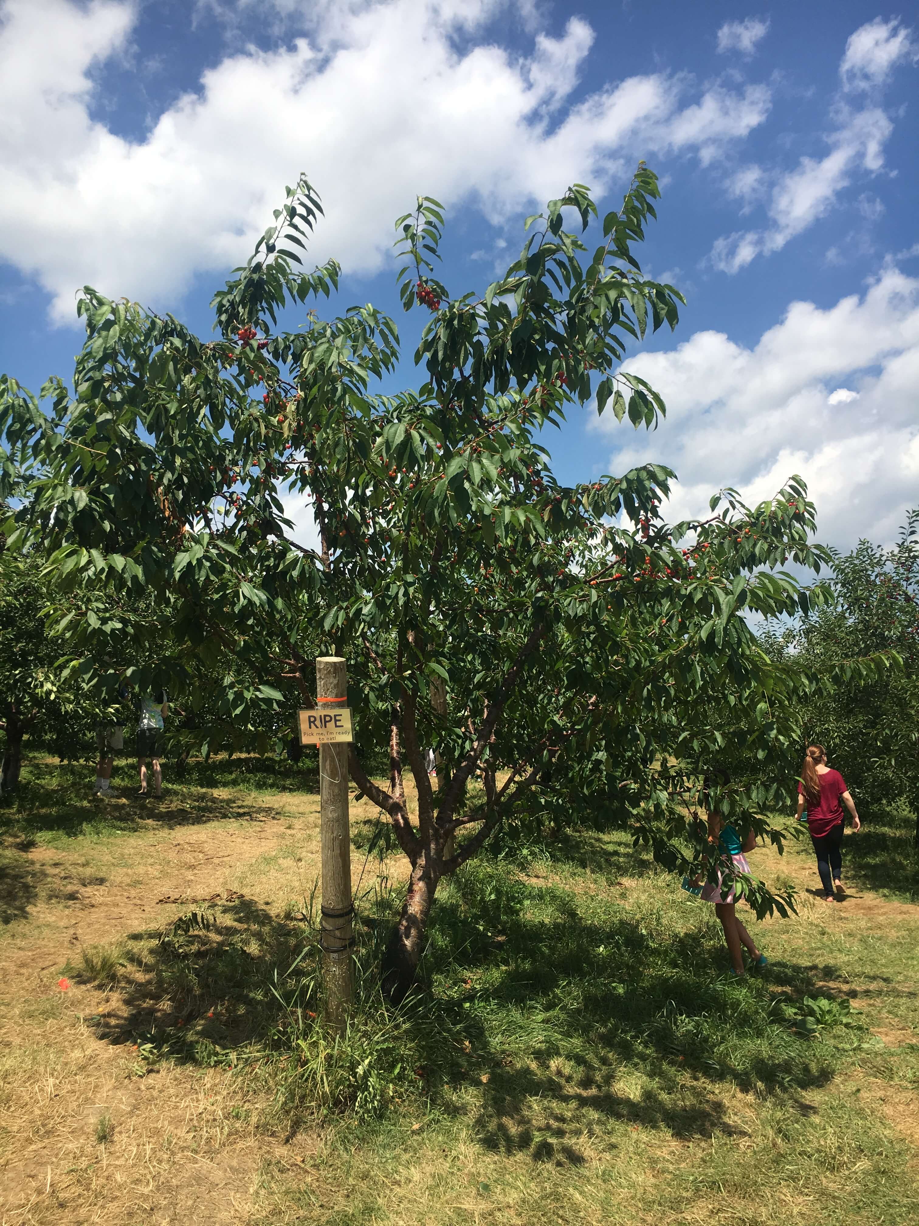 fishkill farms cherry farm