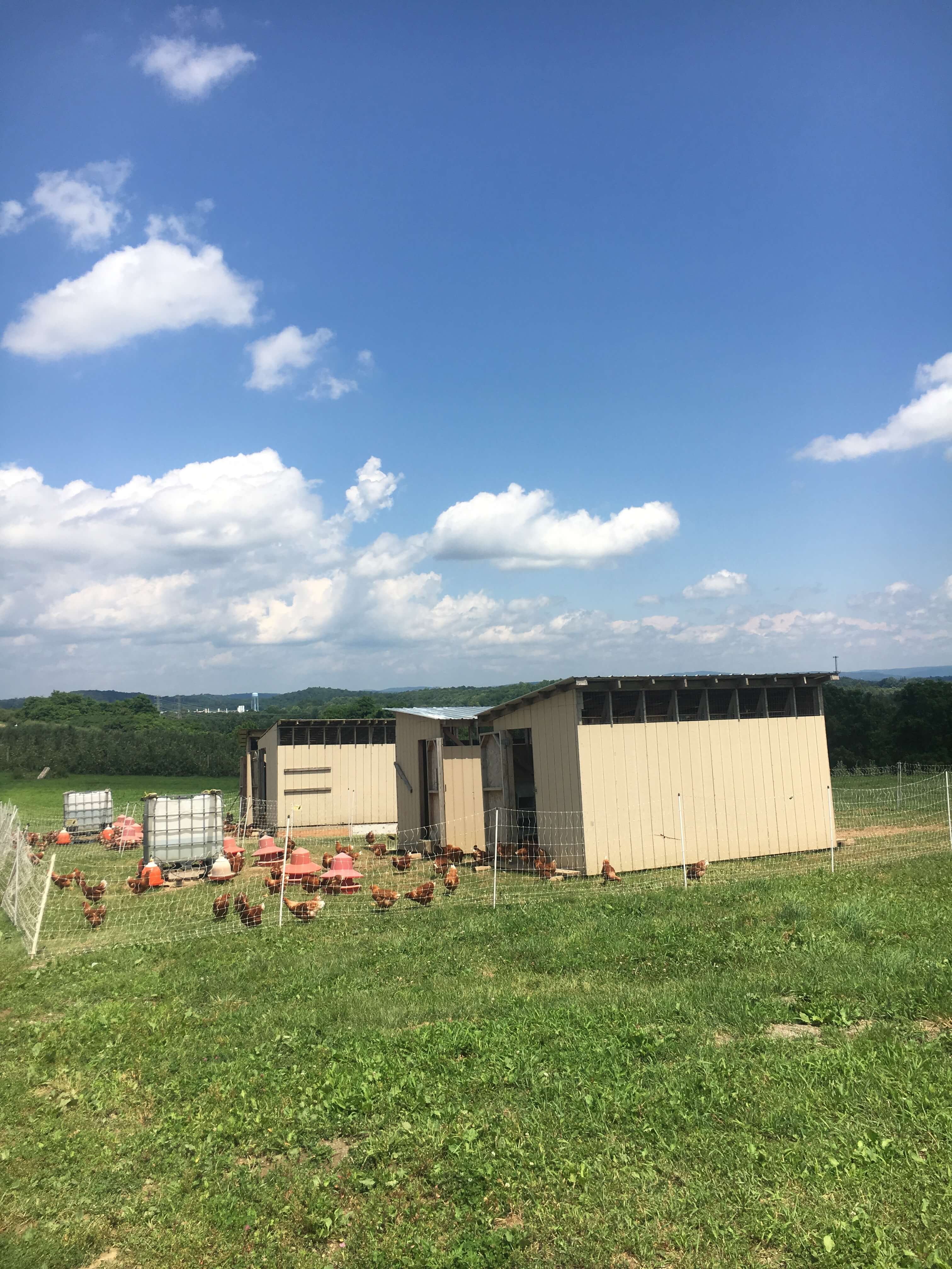 chickens at fishkill farms