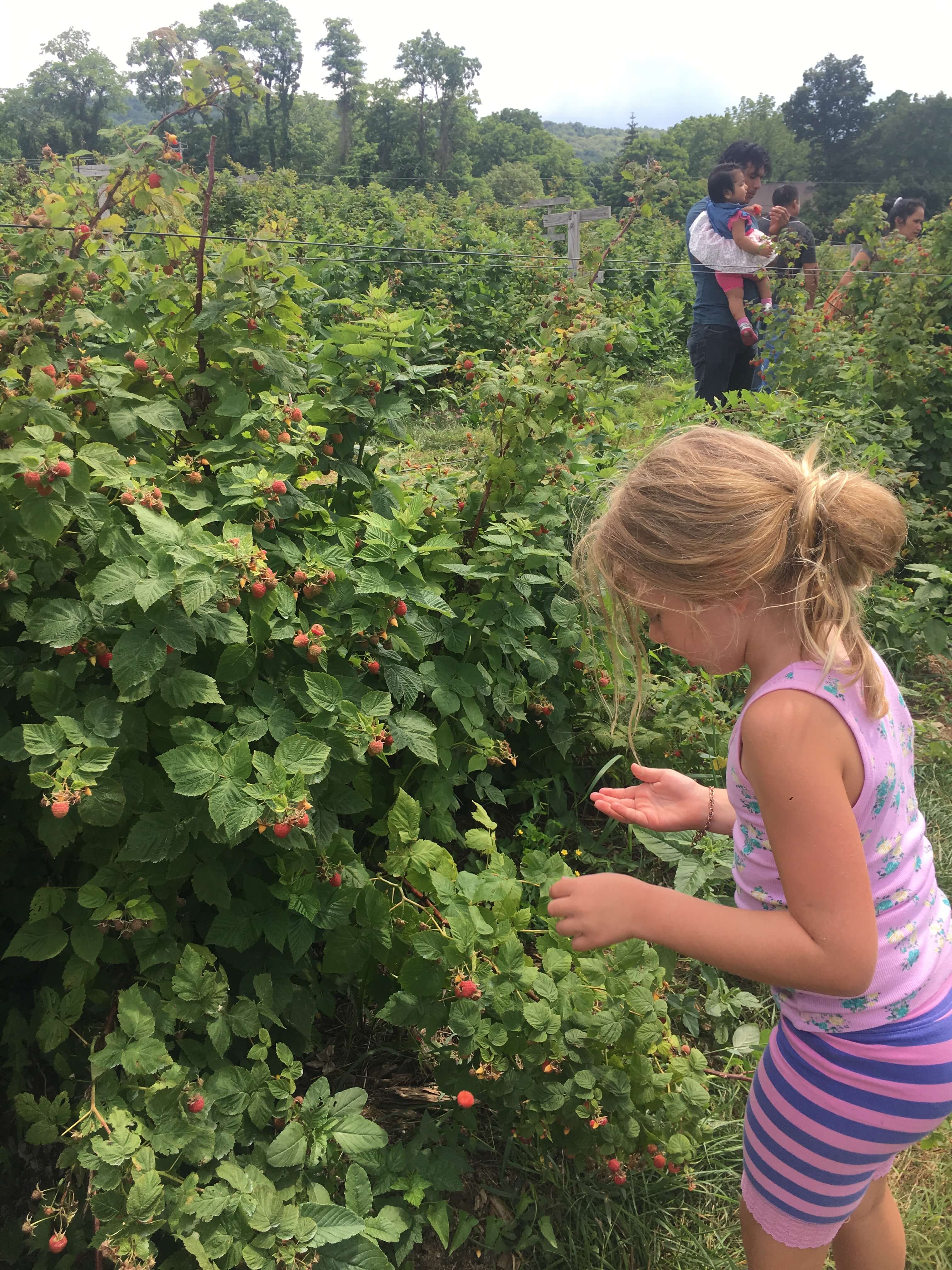 fishkill farms raspberries
