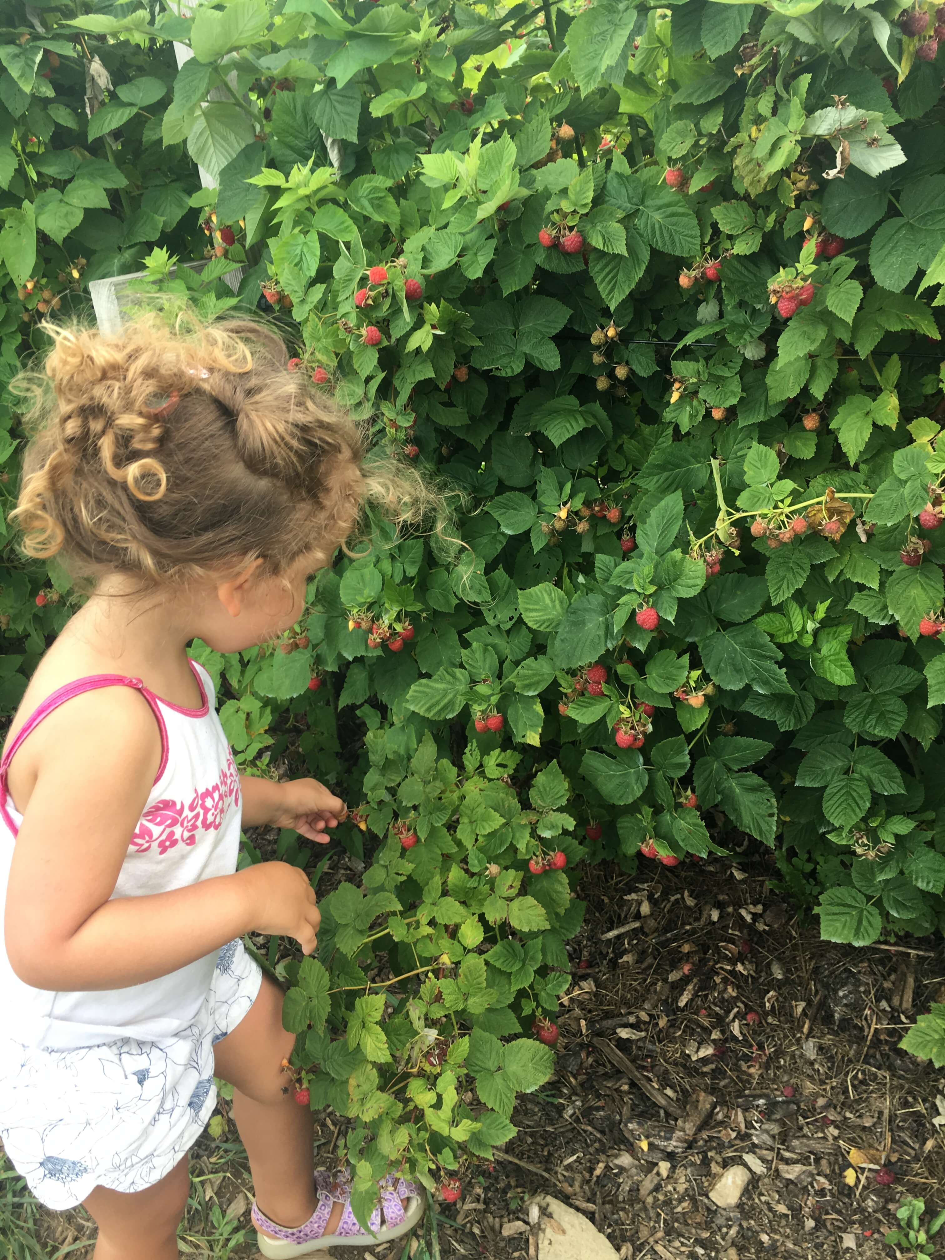 raspberry picking at fishkill farms