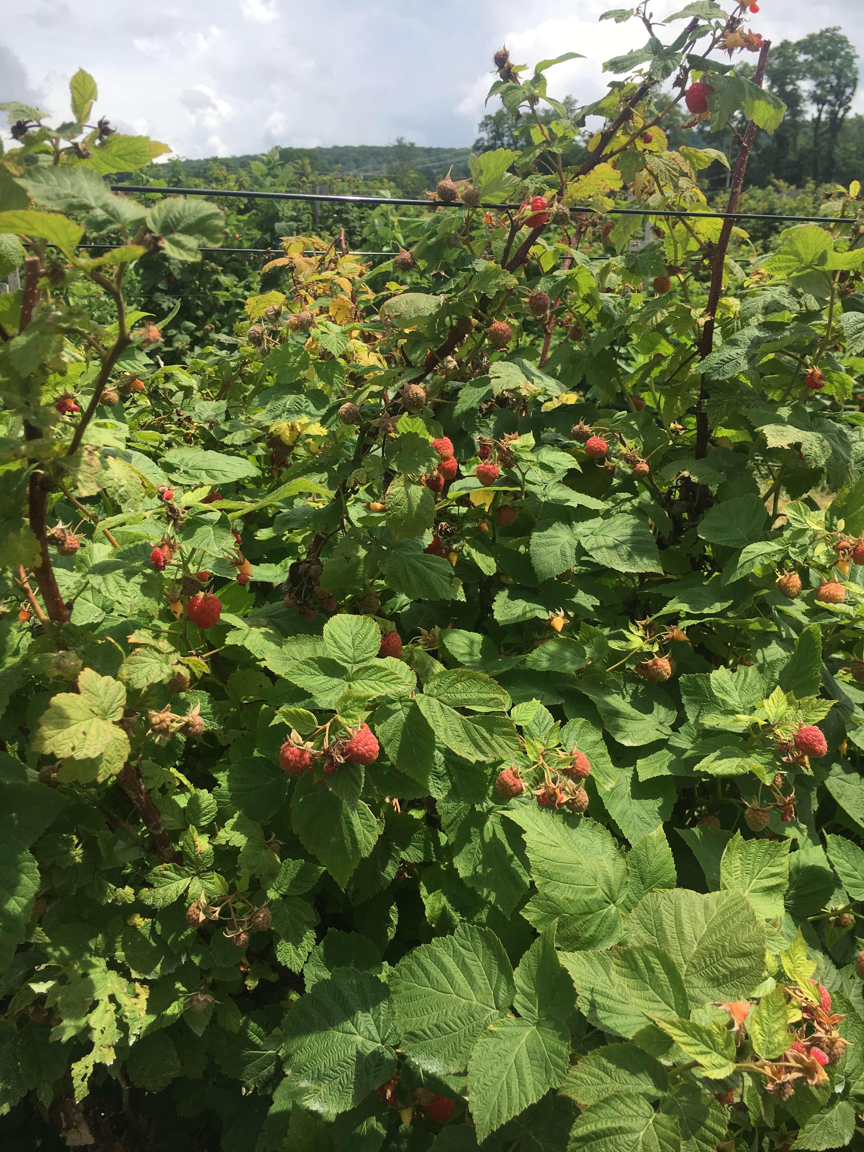fishkill farms raspberry farm