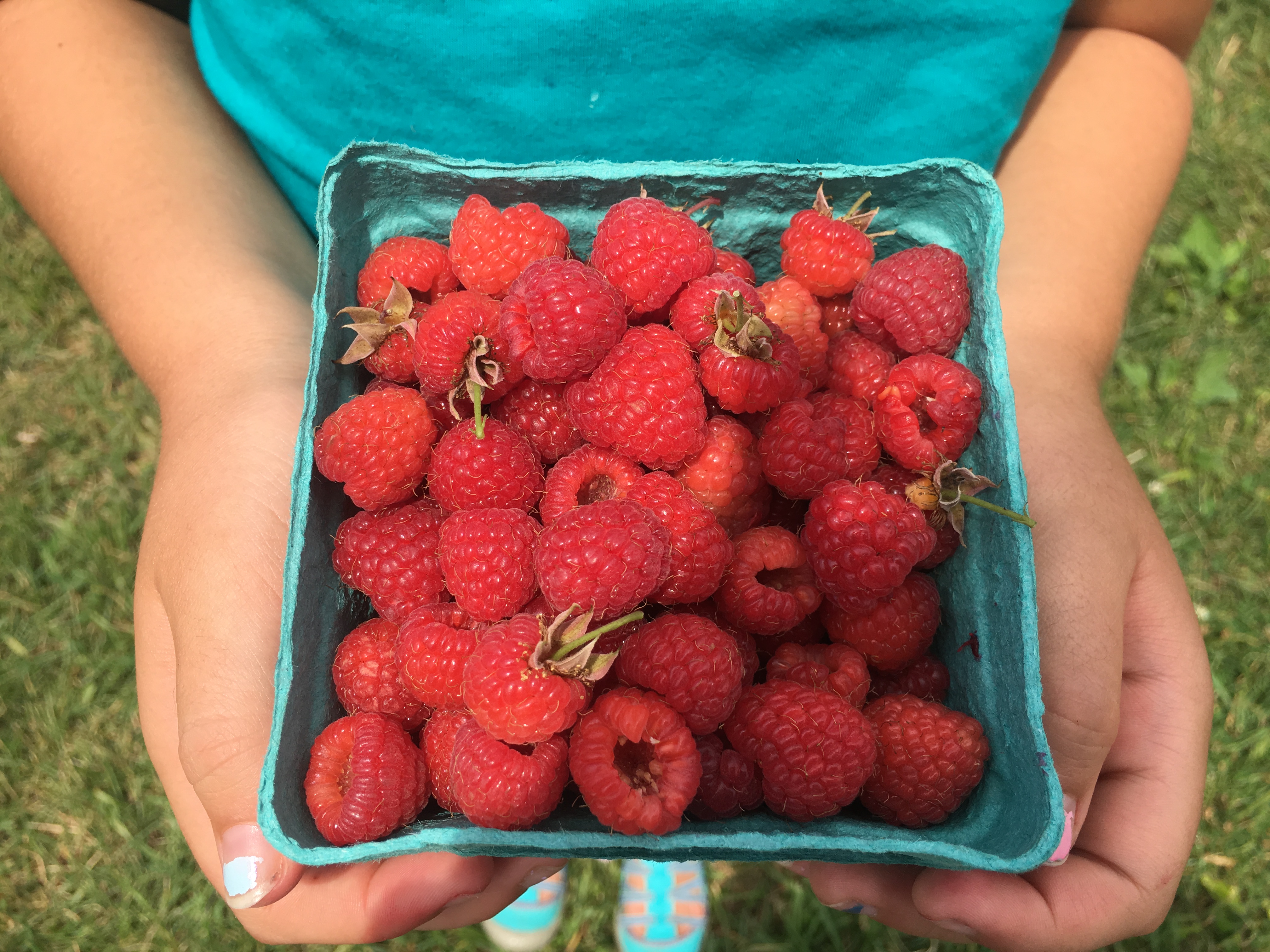 fishkill farms raspberries