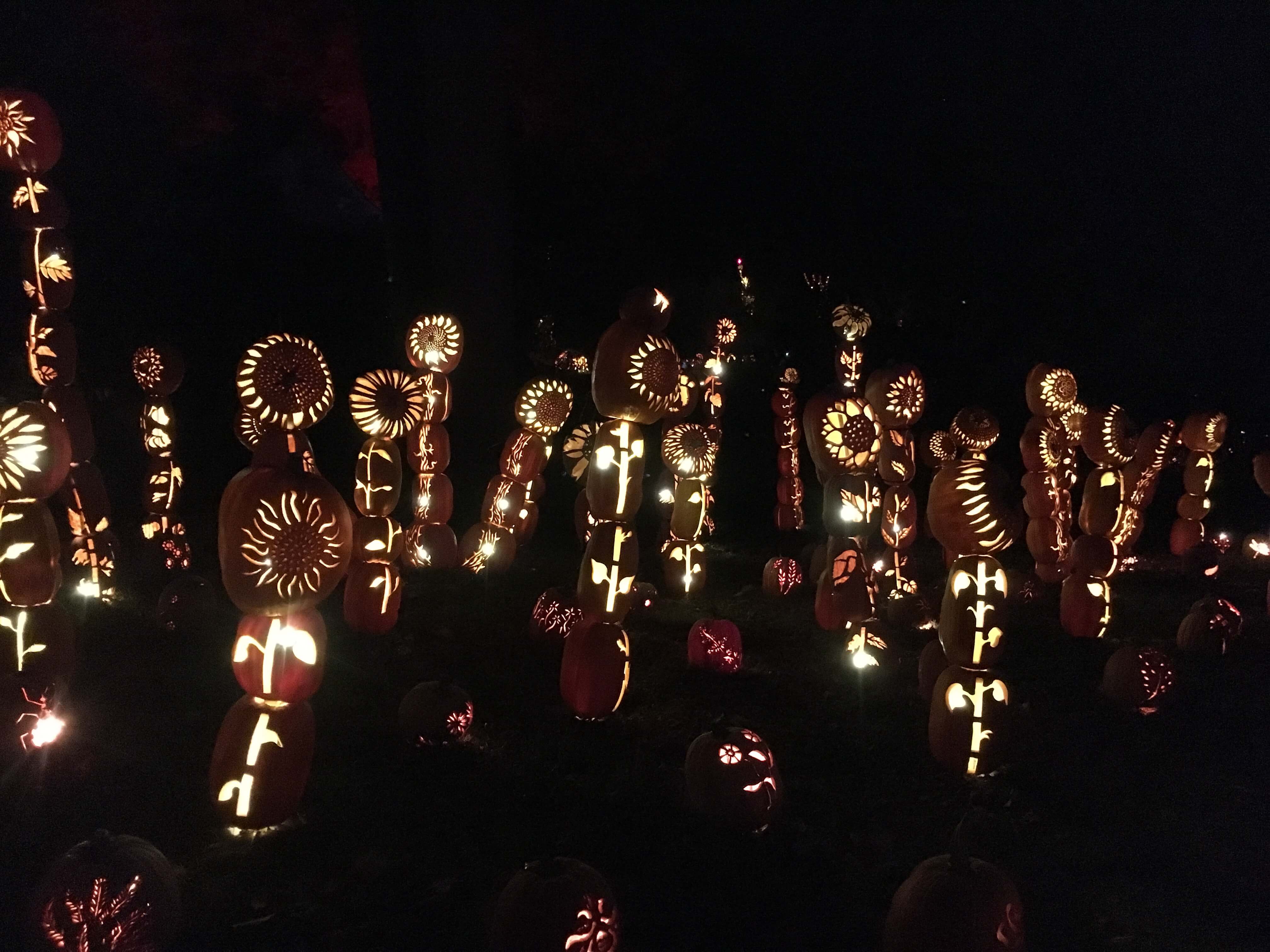 sunflowers at great jack o lantern
