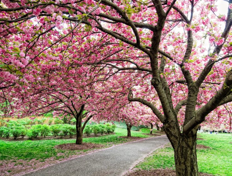 cherry blossoms in nyc brooklyn botanical gardens