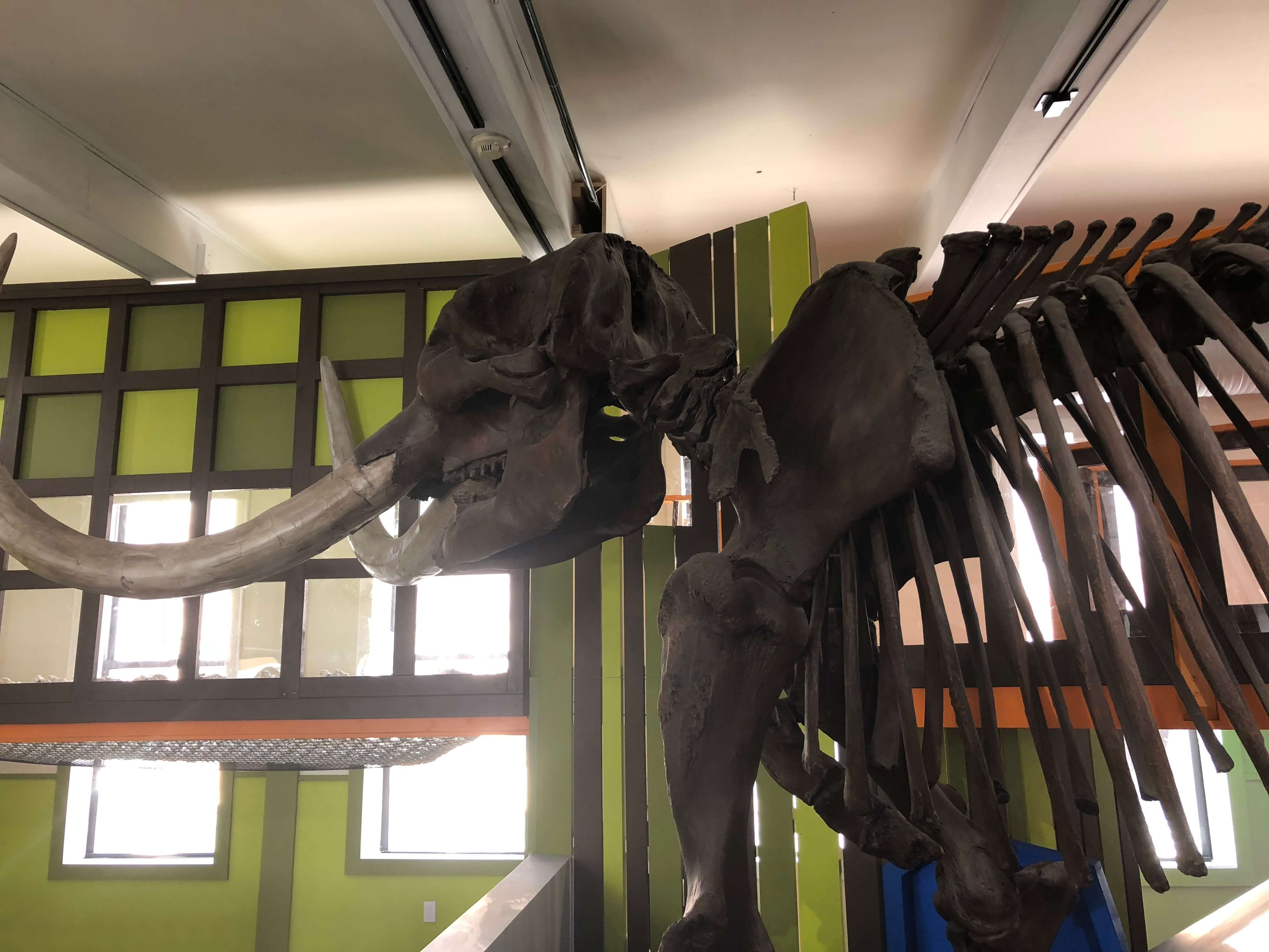 dinosaur area Mid-Hudson Children's Museum