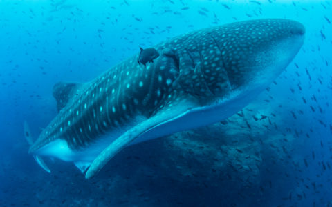 Oceans: Our Blue Planet