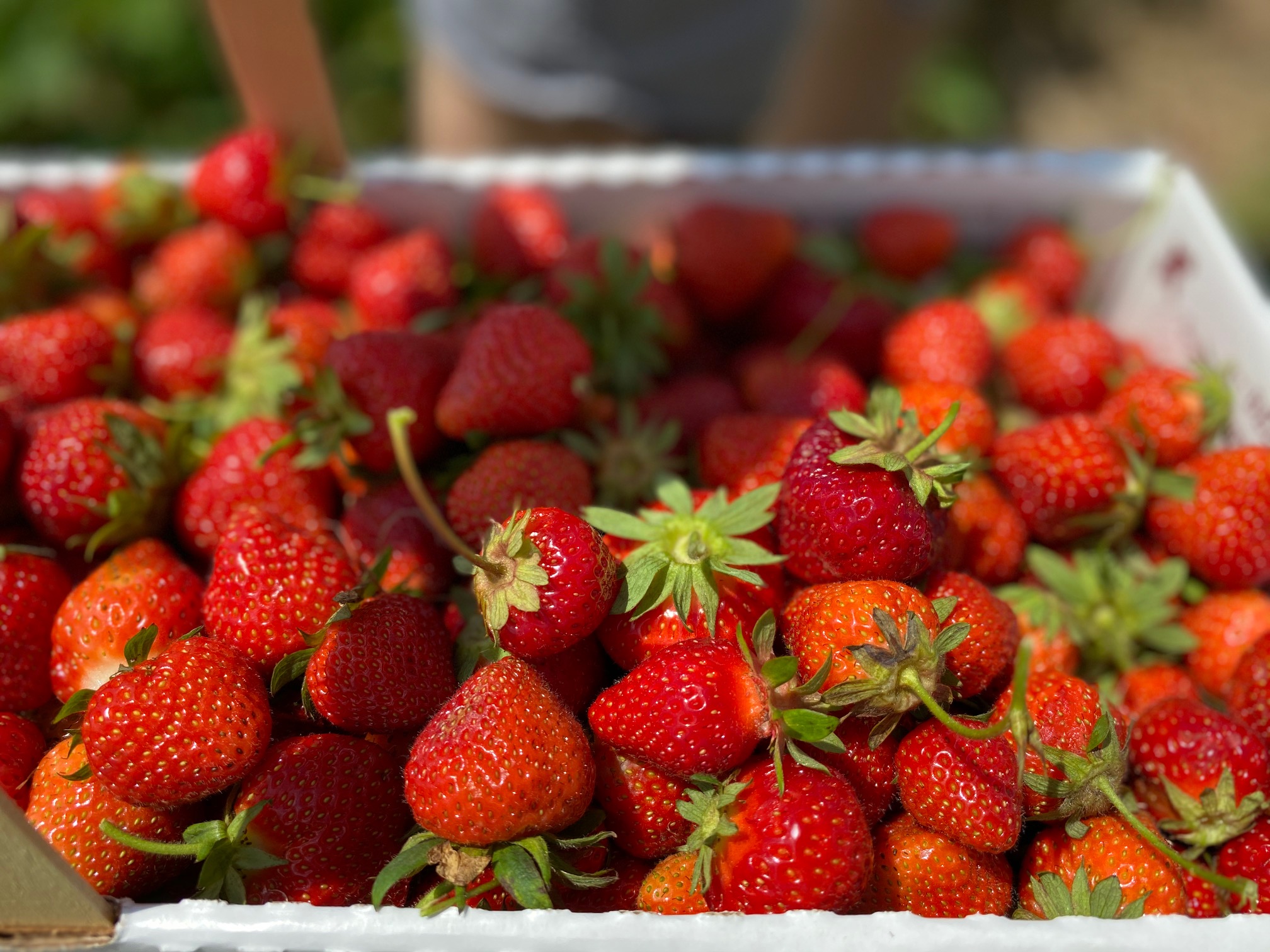 Enjoy the best of summer safely by Strawberry Picking at Jones Family Farm in Shelton, Connecticut. Check out more about this family-friendly activity.