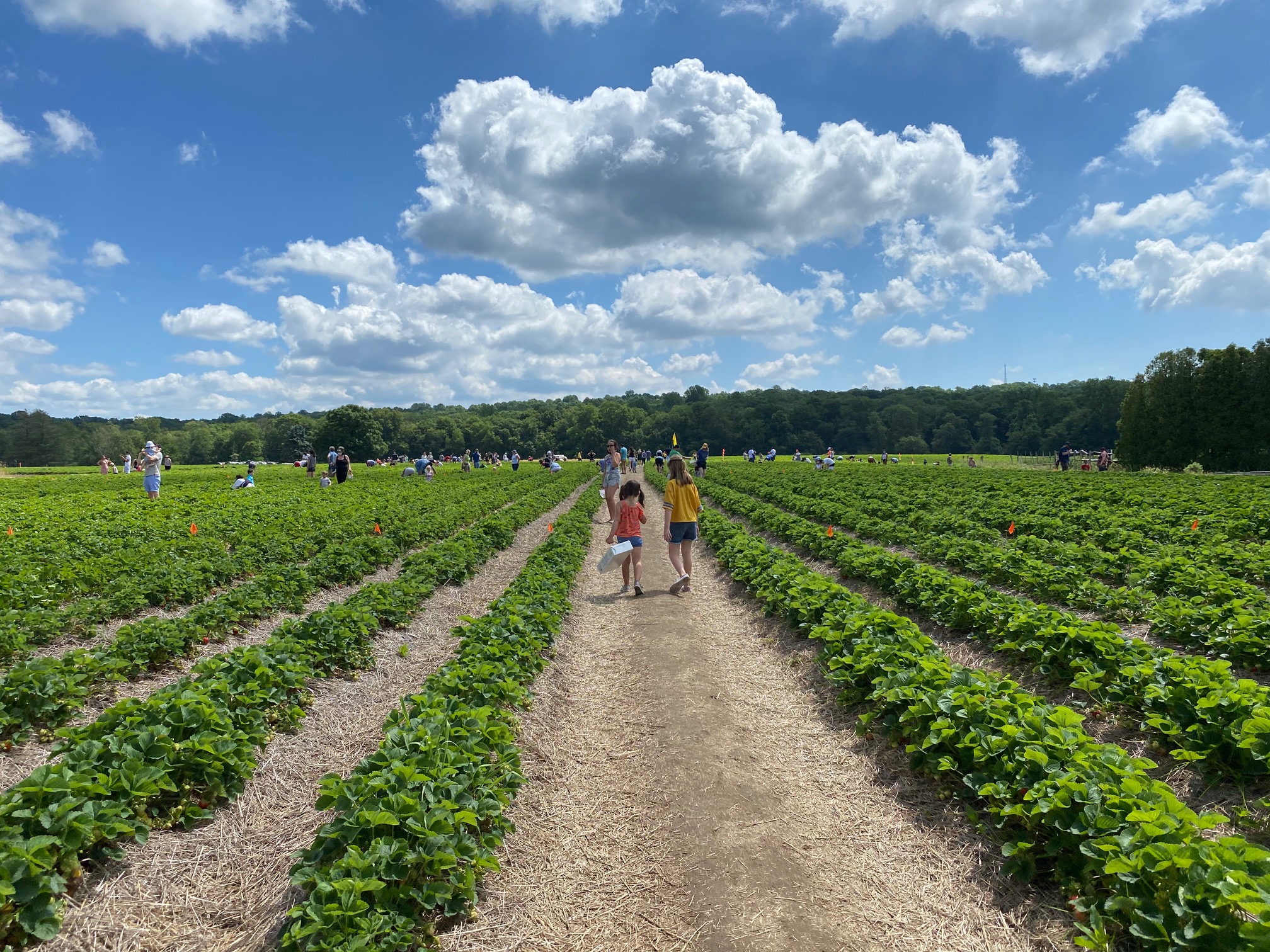 Strawberry Picking at Jones Farm: What You Need to Know