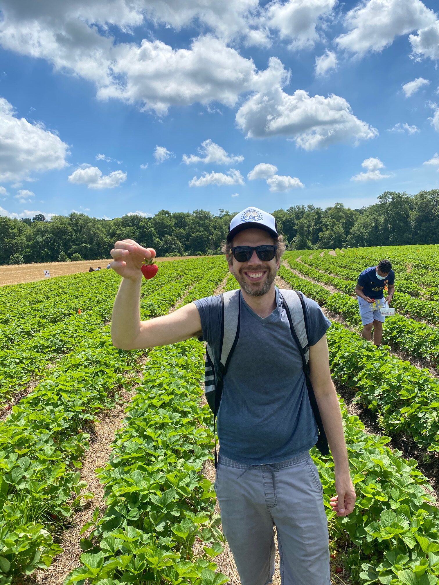 Strawberry Picking at Jones Farm: What You Need to Know