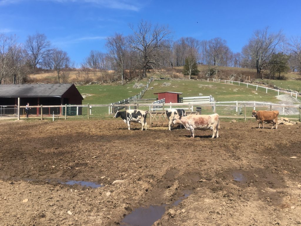 Muscoot Farm Visit in Westchester, New York