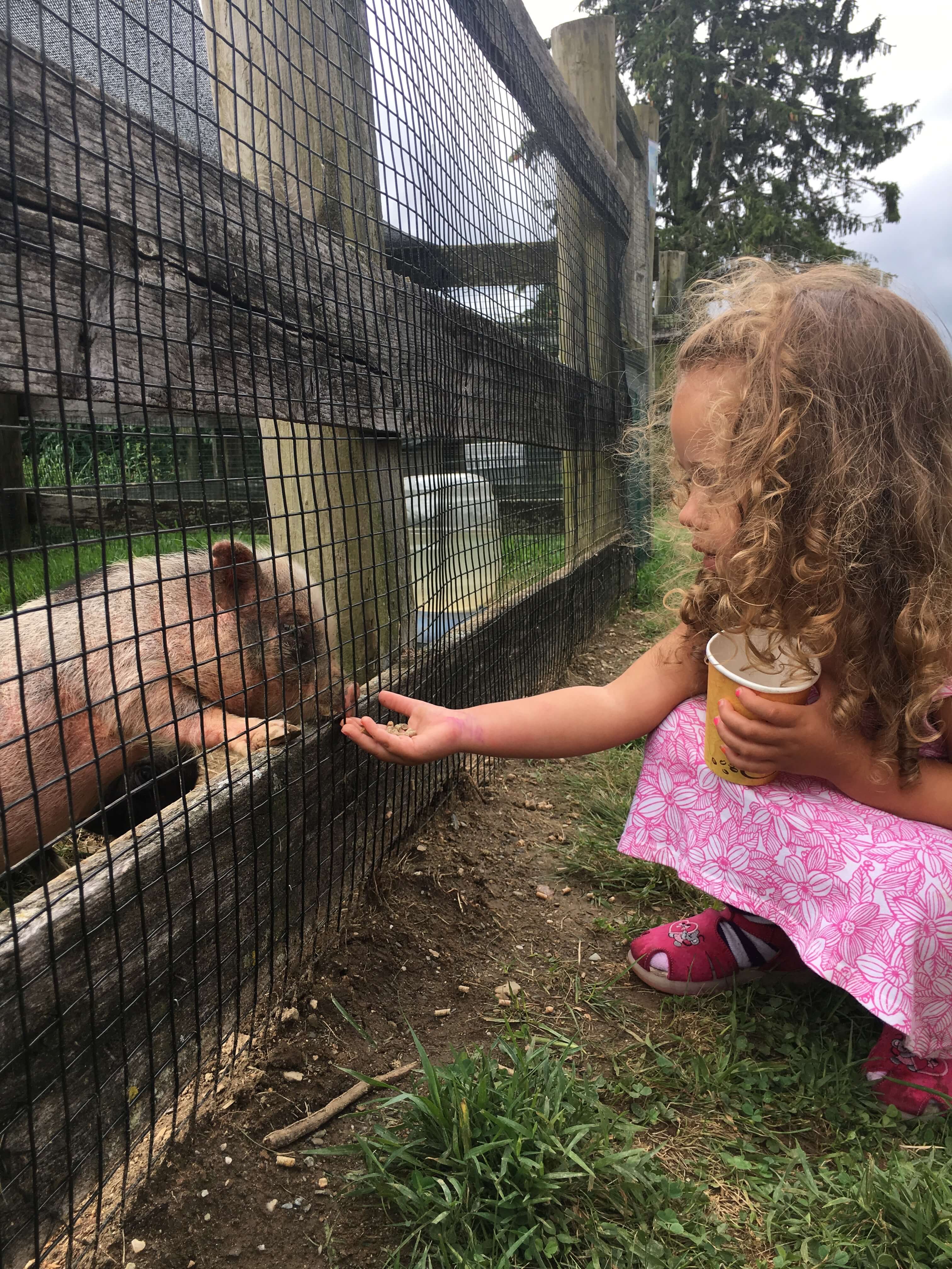 Rochambeau Farm for Kids in Westchester
