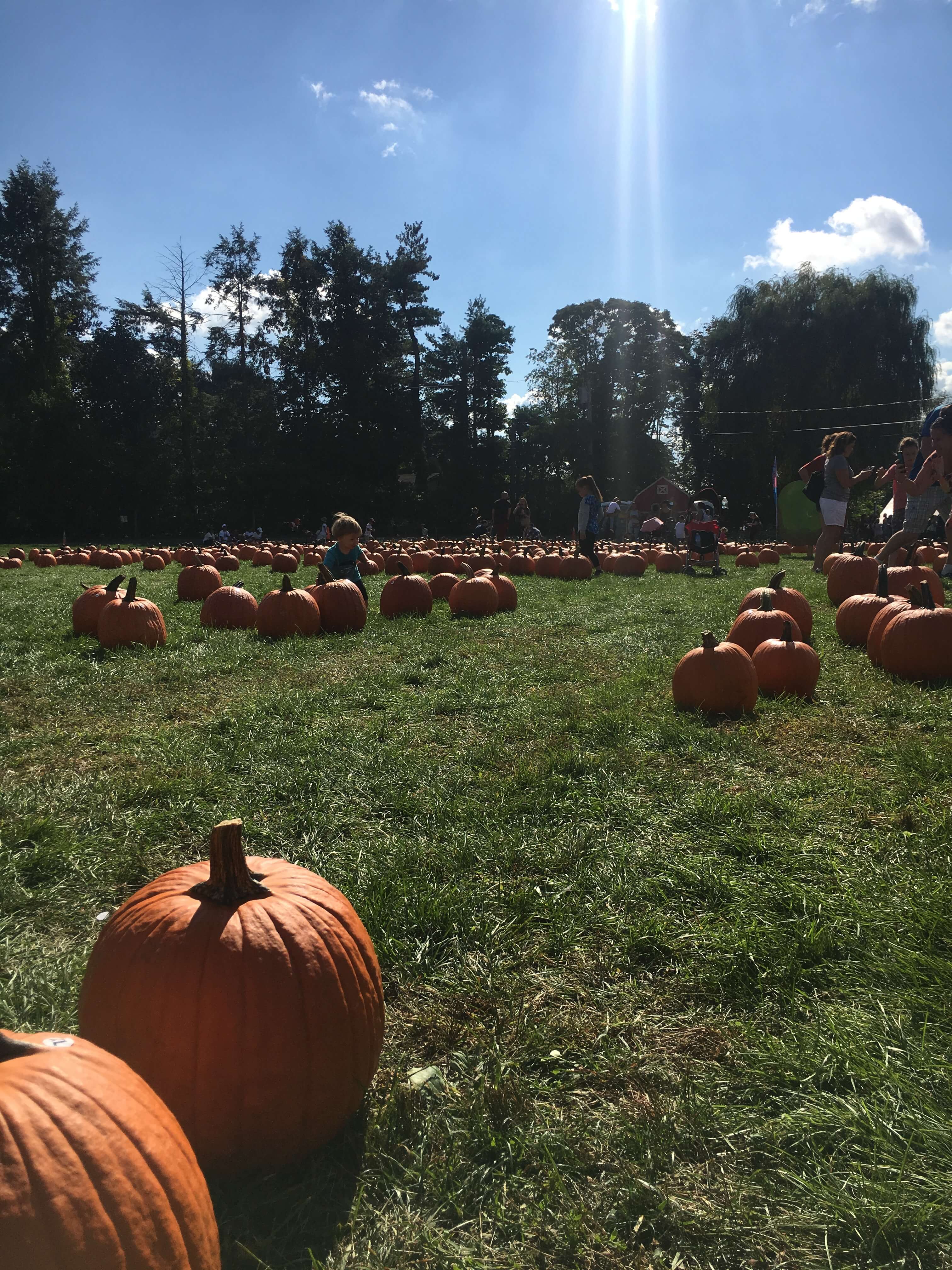 harvest moon pumpkin patch