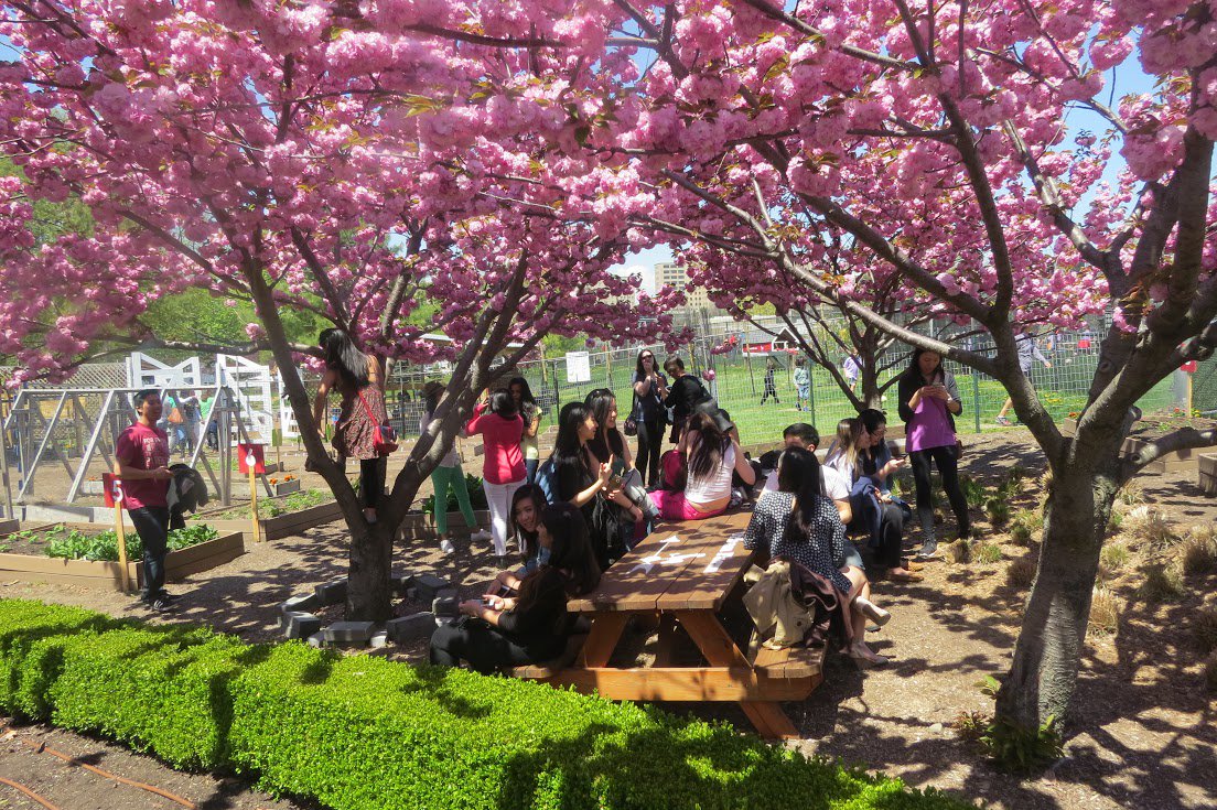 Here's Where You Can See Cherry Blossoms in NYC Weekend Jaunts