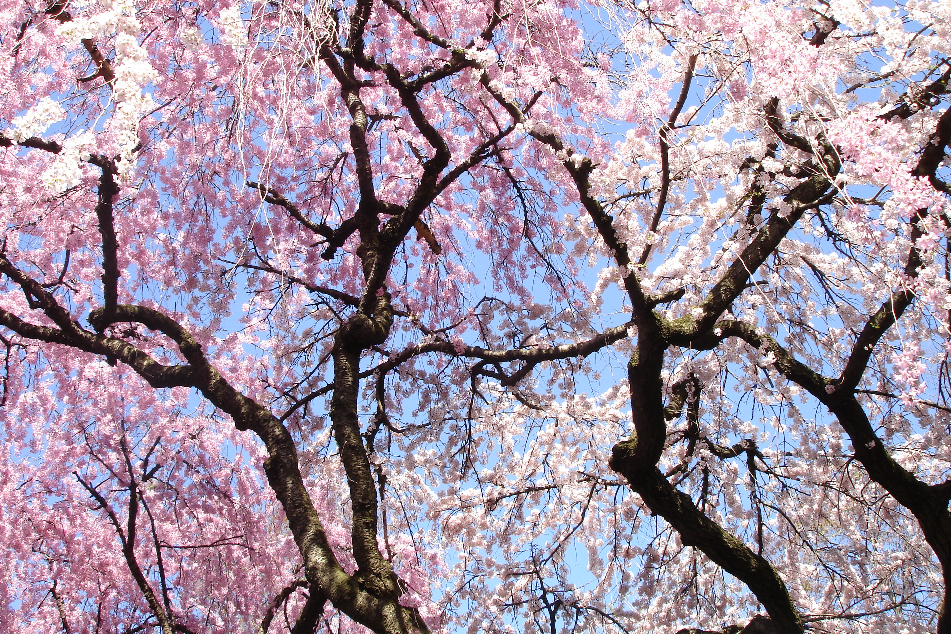 Blossom Brooklyn 2018 Botanical Garden Cherry