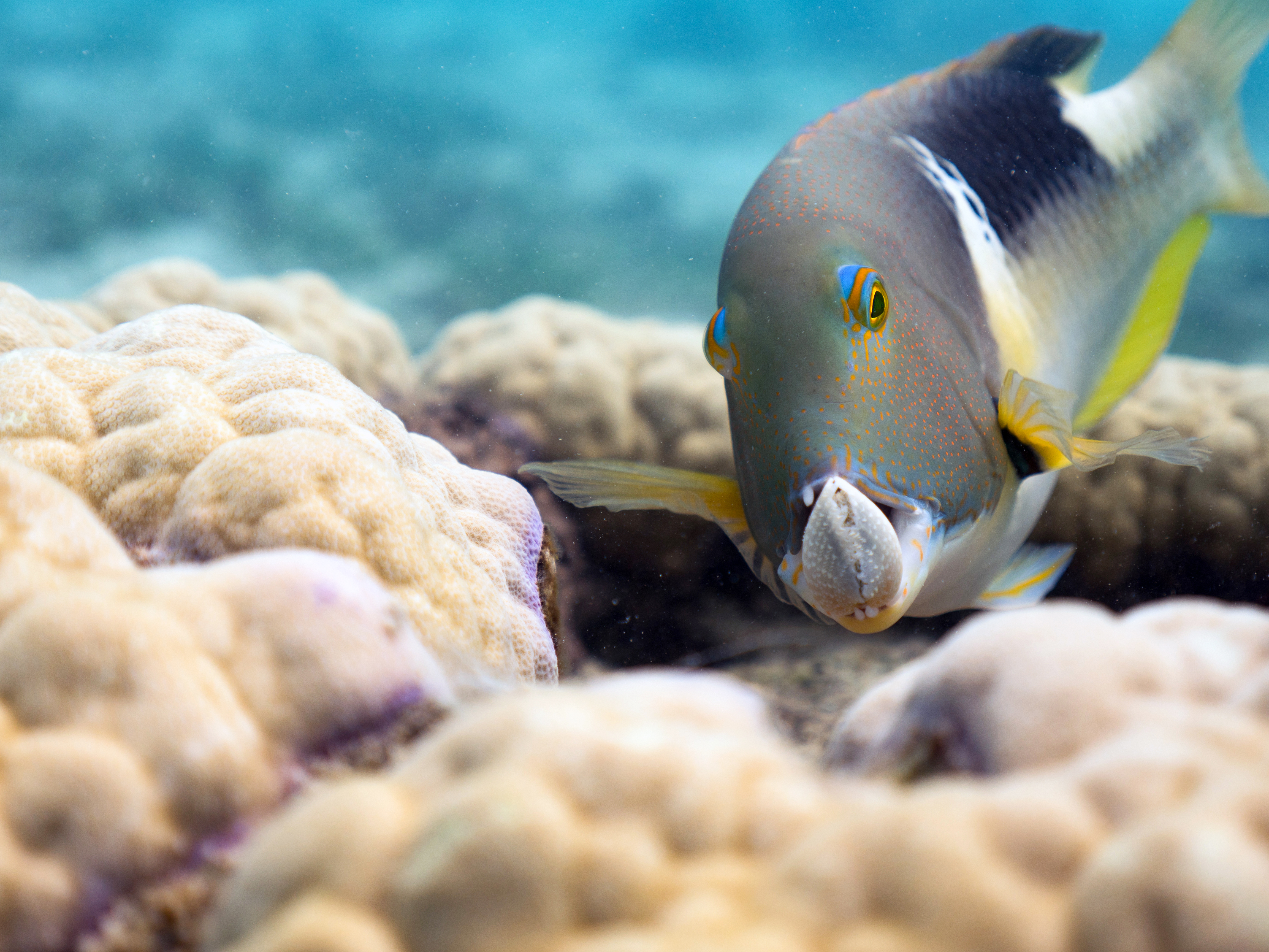 New 3D Film "Oceans: Our Blue Planet" at American Museum of Natural History