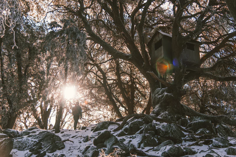Float to the Clouds with these Amazing 10 Treehouse Hotels