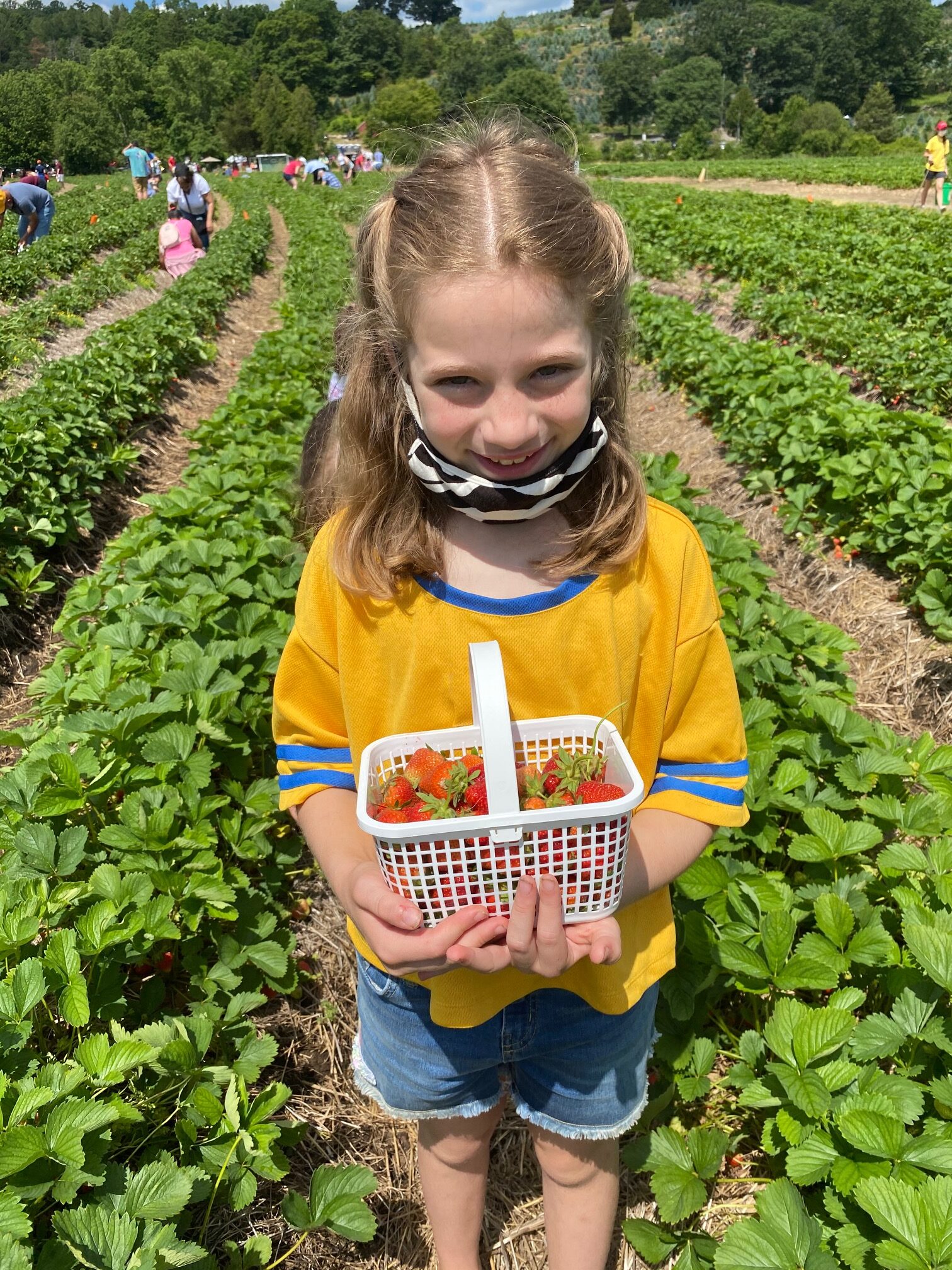 Strawberry Picking at Jones Family Farm What You Need to Know