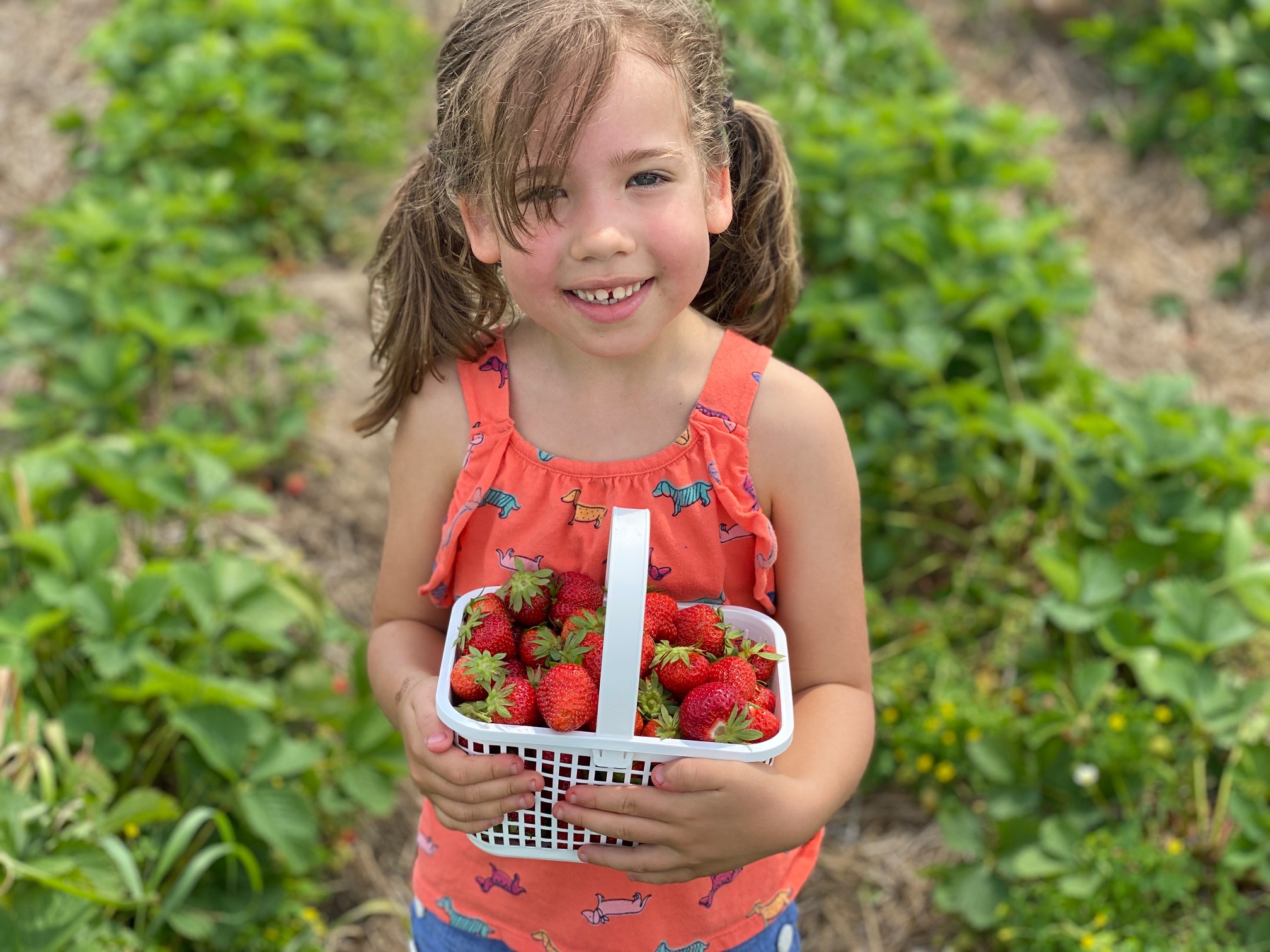 Strawberry Picking at Jones Family Farm What You Need to Know