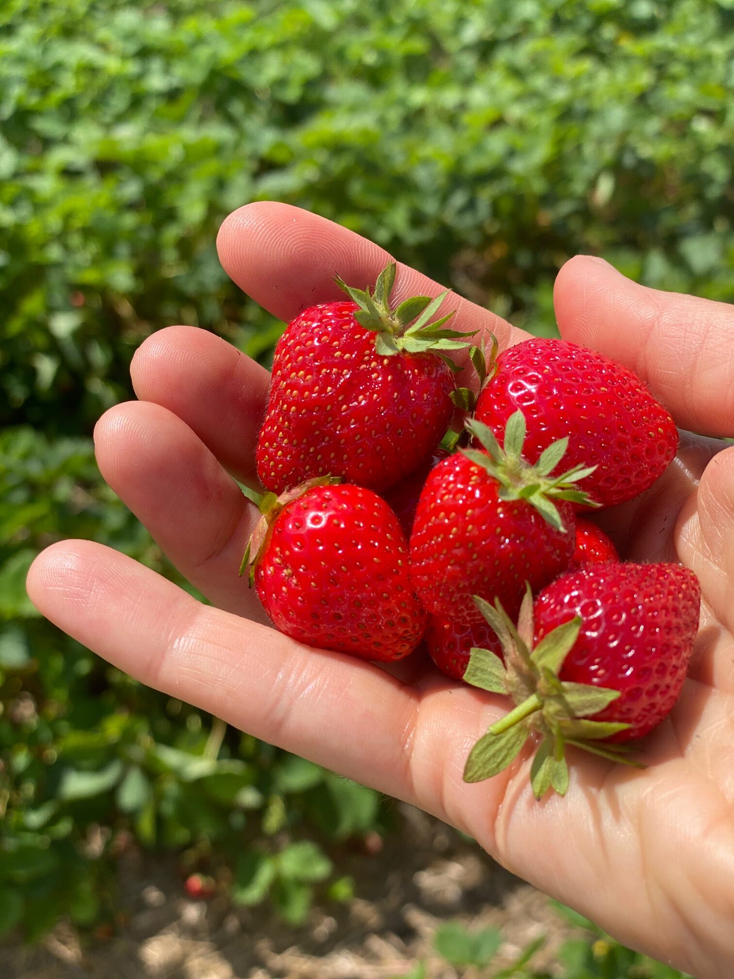 Strawberry Picking at Jones Family Farm What You Need to Know